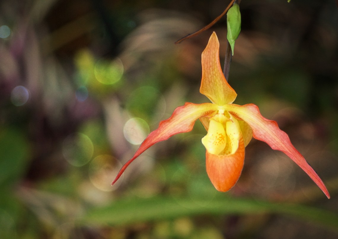 00-bokeh-orchid-DSC03624_A