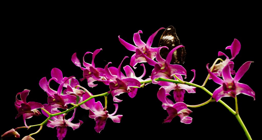 Flower of the Day – November 20,&nbsp;2017