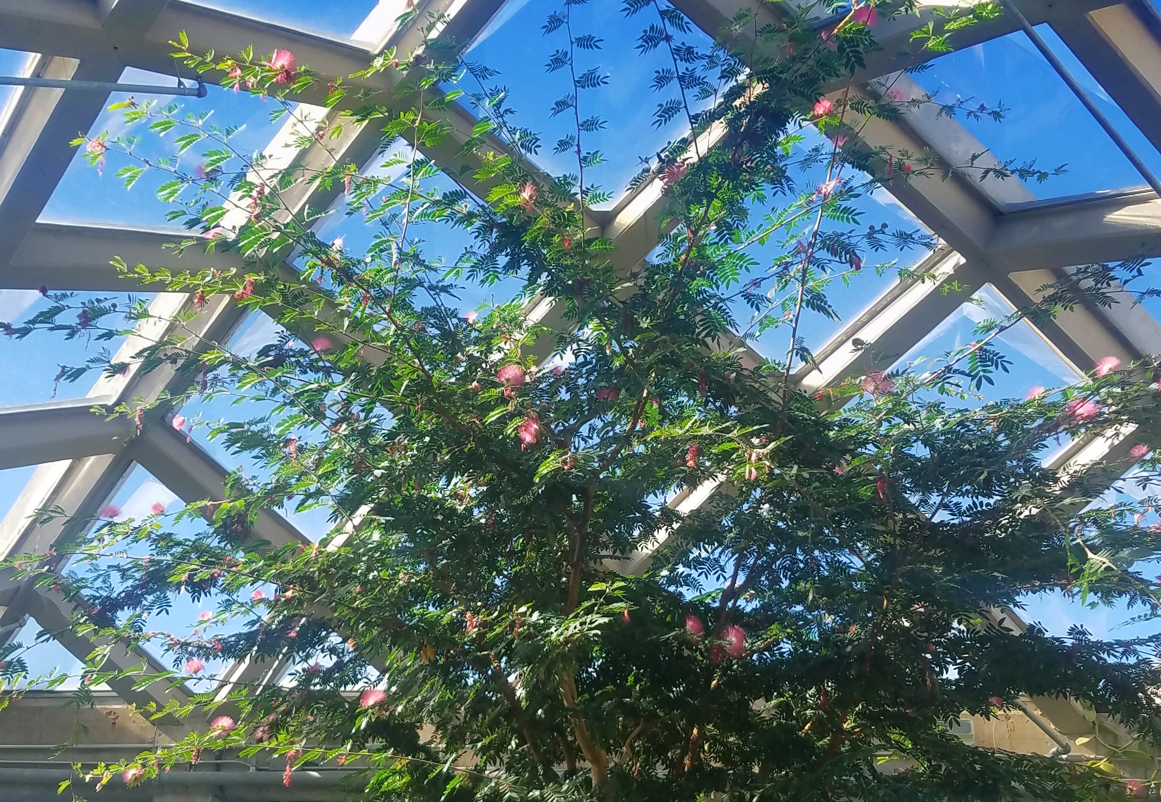 00-DBG-Conservatory-20171104_122214_A