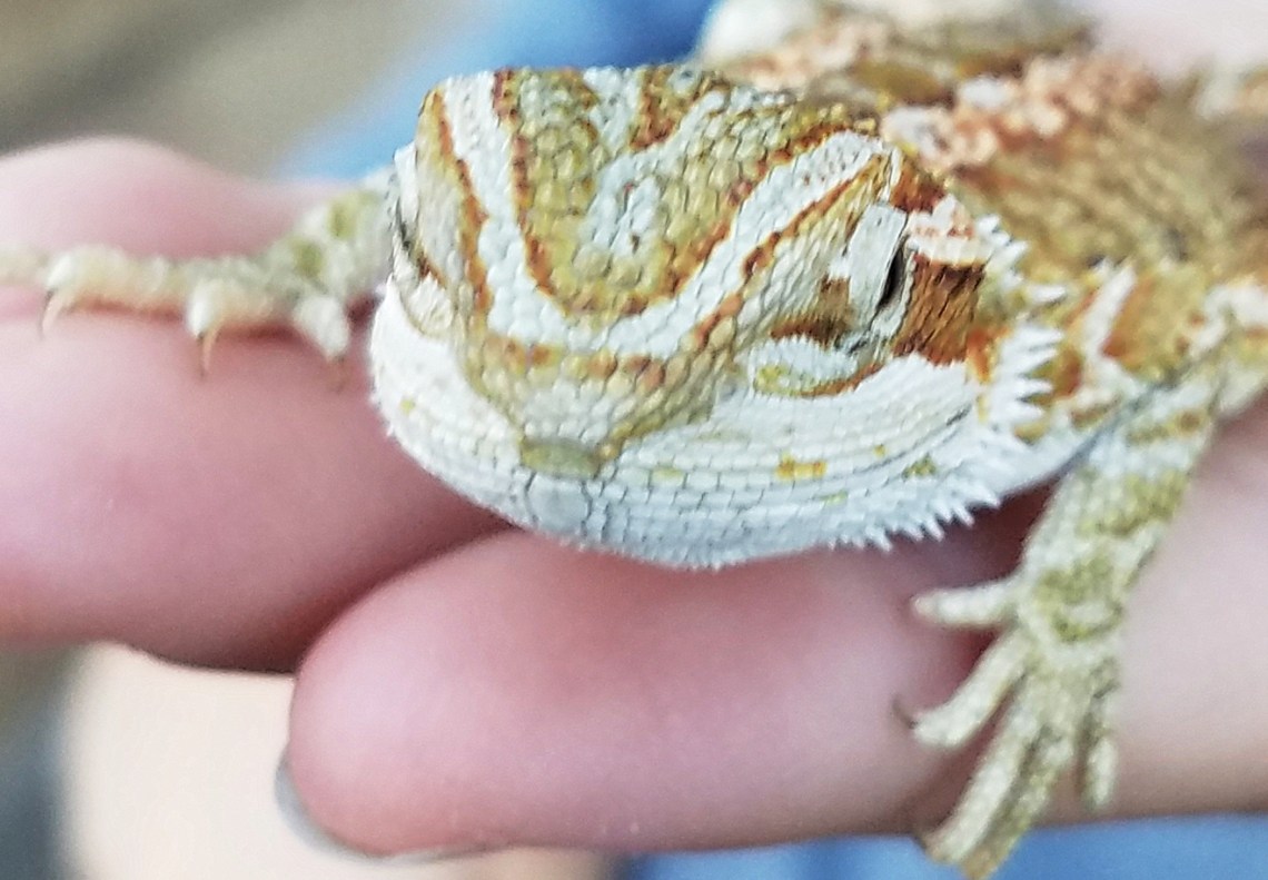 00-dragon-20171008_151154_37579518571_A