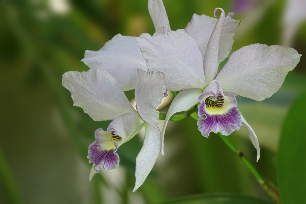 Flower of the Day – November 5,&nbsp;2017-Orchid