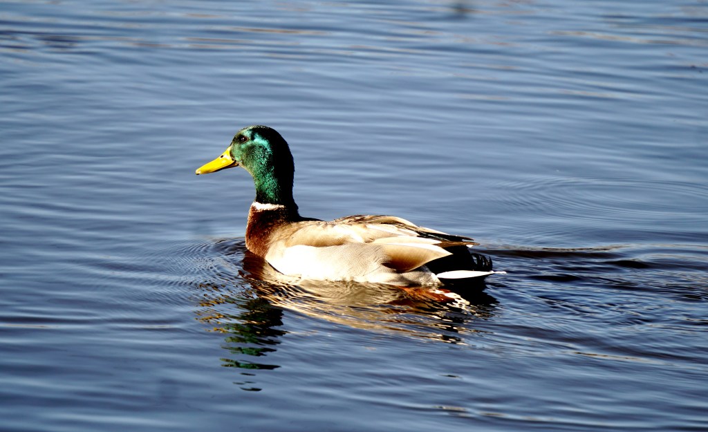 Roda’s Critter Connection&nbsp;Challenge