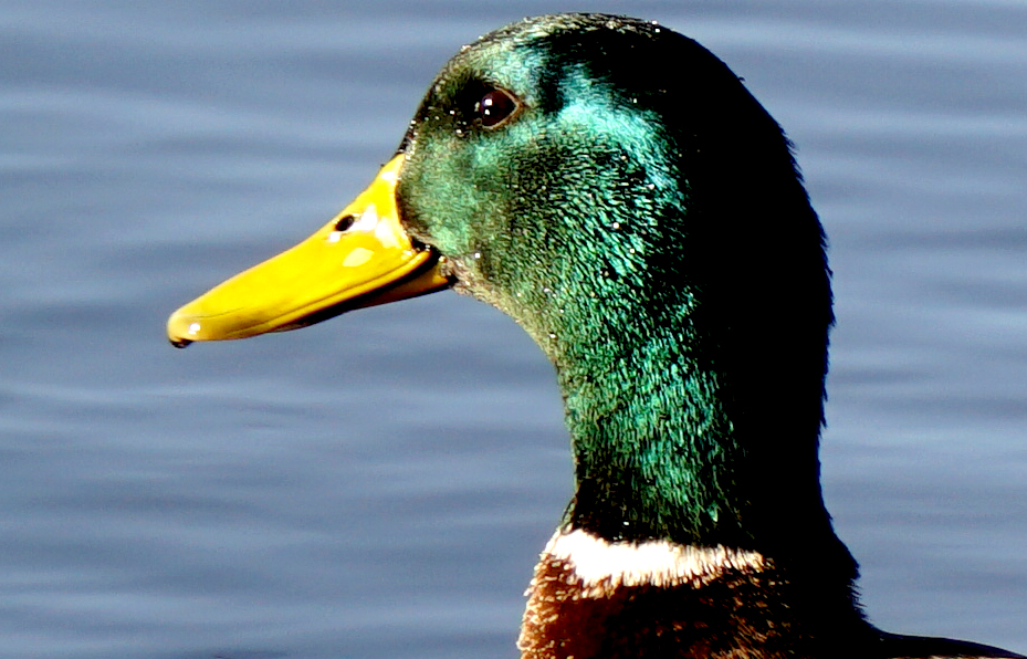 00-duckportrait-DSC03691AA