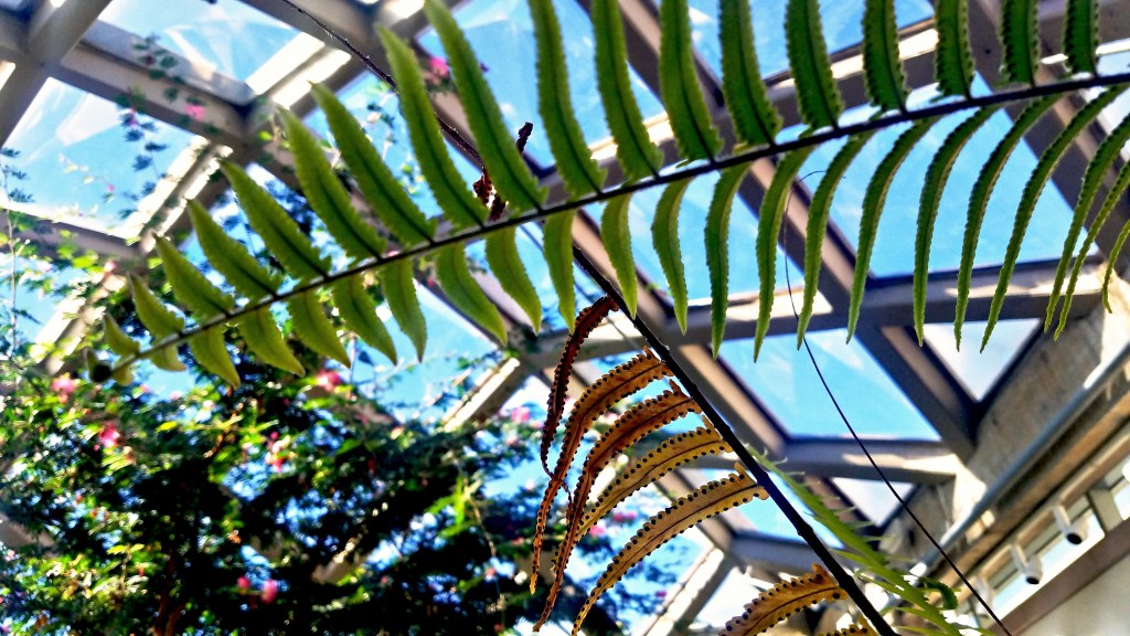 Flower of the Day – November 29,&nbsp;2017