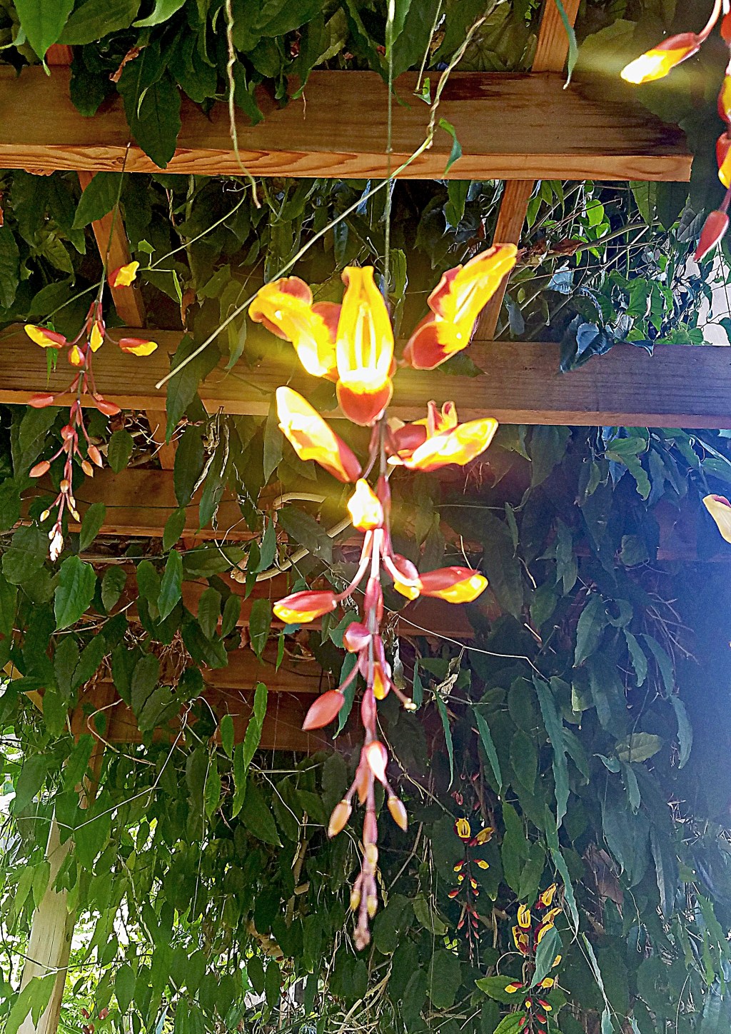 Flower of the Day – November 18,&nbsp;2017