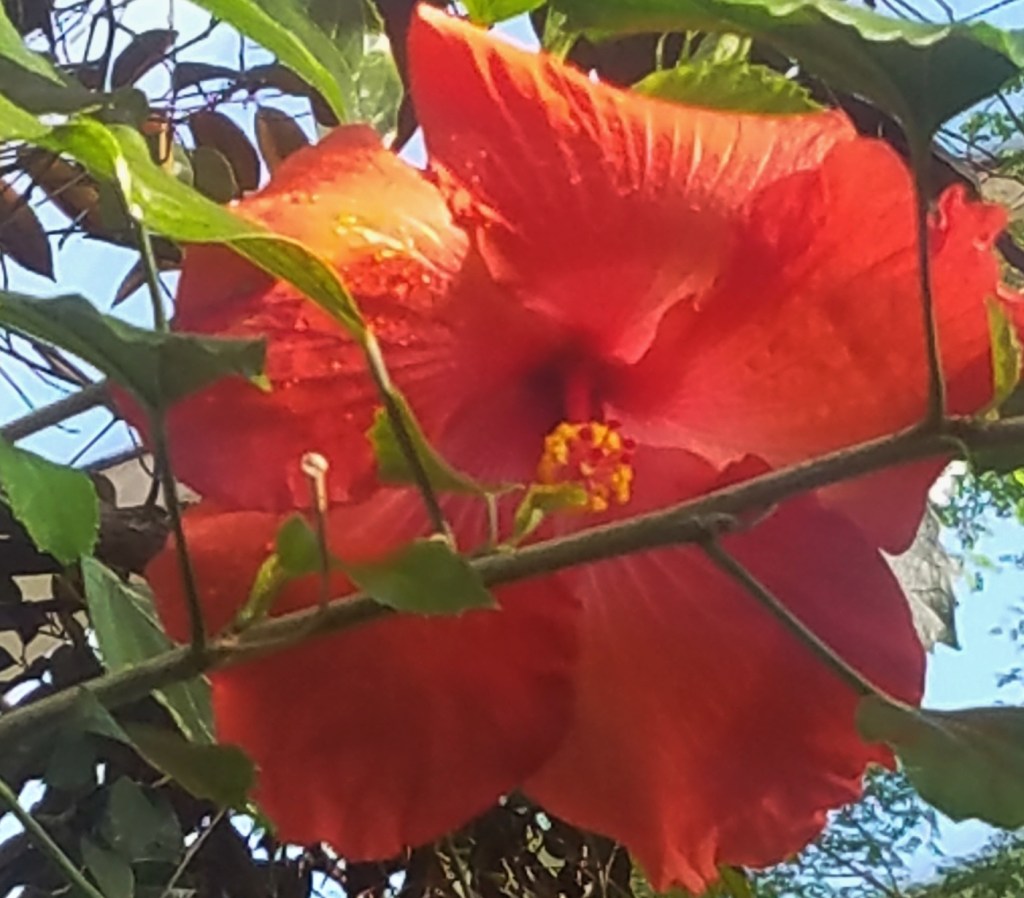 Flower of the Day – November 21,&nbsp;2017-Hibiscus