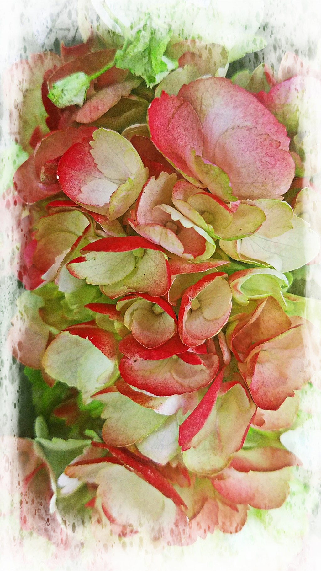 Flower of the Day – November 22, 2017 –&nbsp;Hydrangea