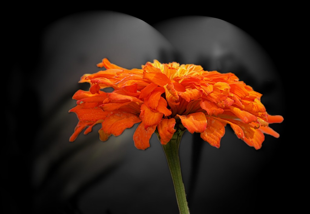 Flower of the Day – November 15, 2017&nbsp;-Marigold