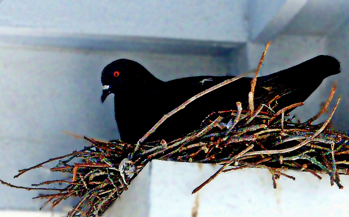 00-nesting-100_0861b_A