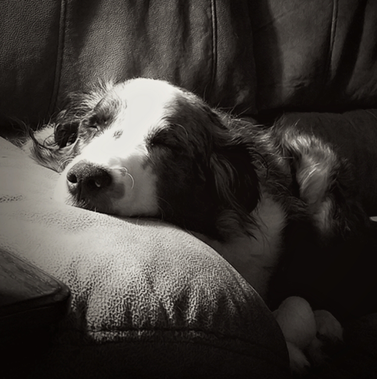 Oberon – Let sleeping dogs&nbsp;lie