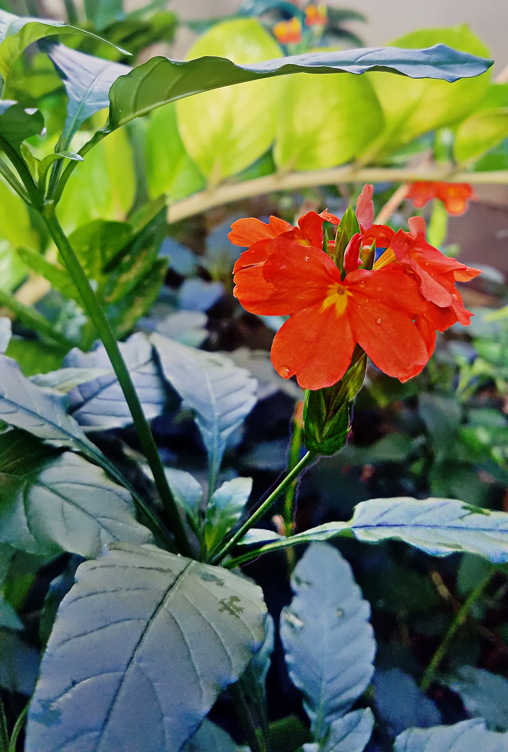 00-orange-floral-20171104_103144_38176876961A