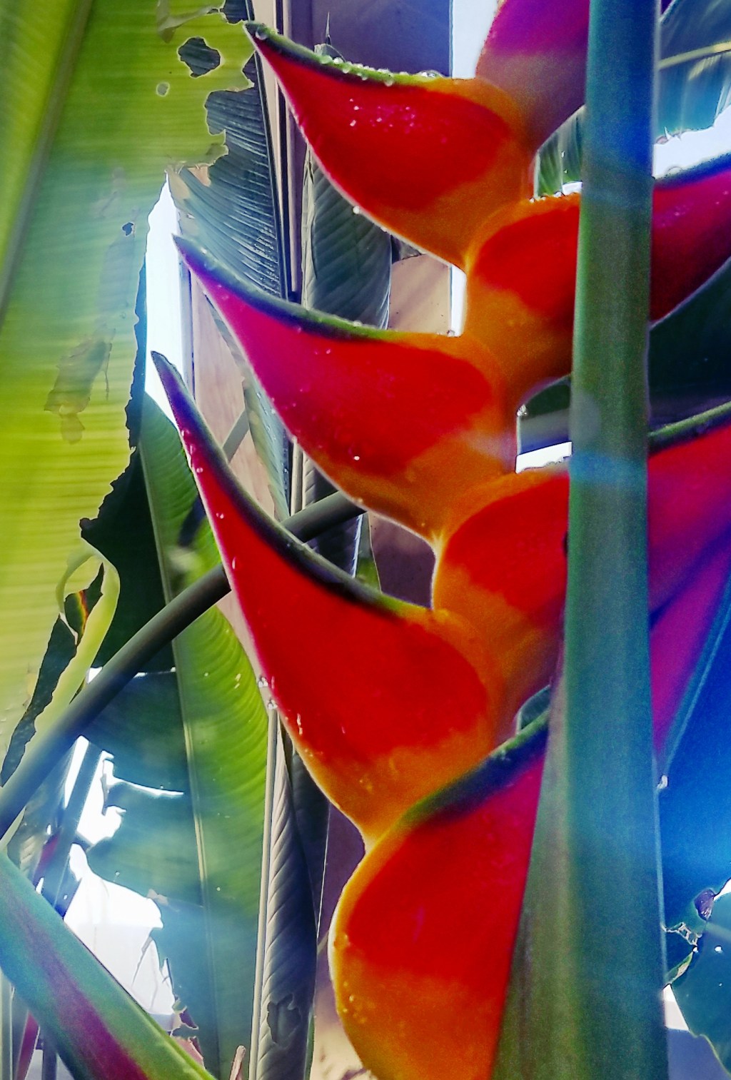 Flower of the Day – November 24,&nbsp;2017