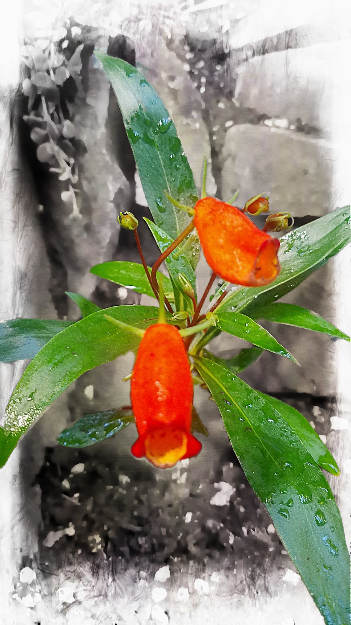 00-orangelfloral-20171104_102745_38144967092A