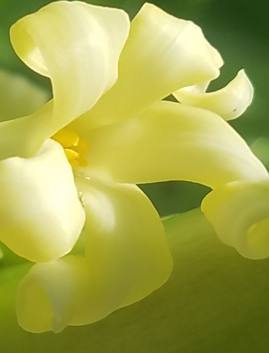 00-papayablossom1-20171104_112859_3A