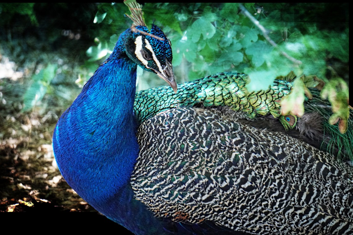 00-peacock-DSC00804A