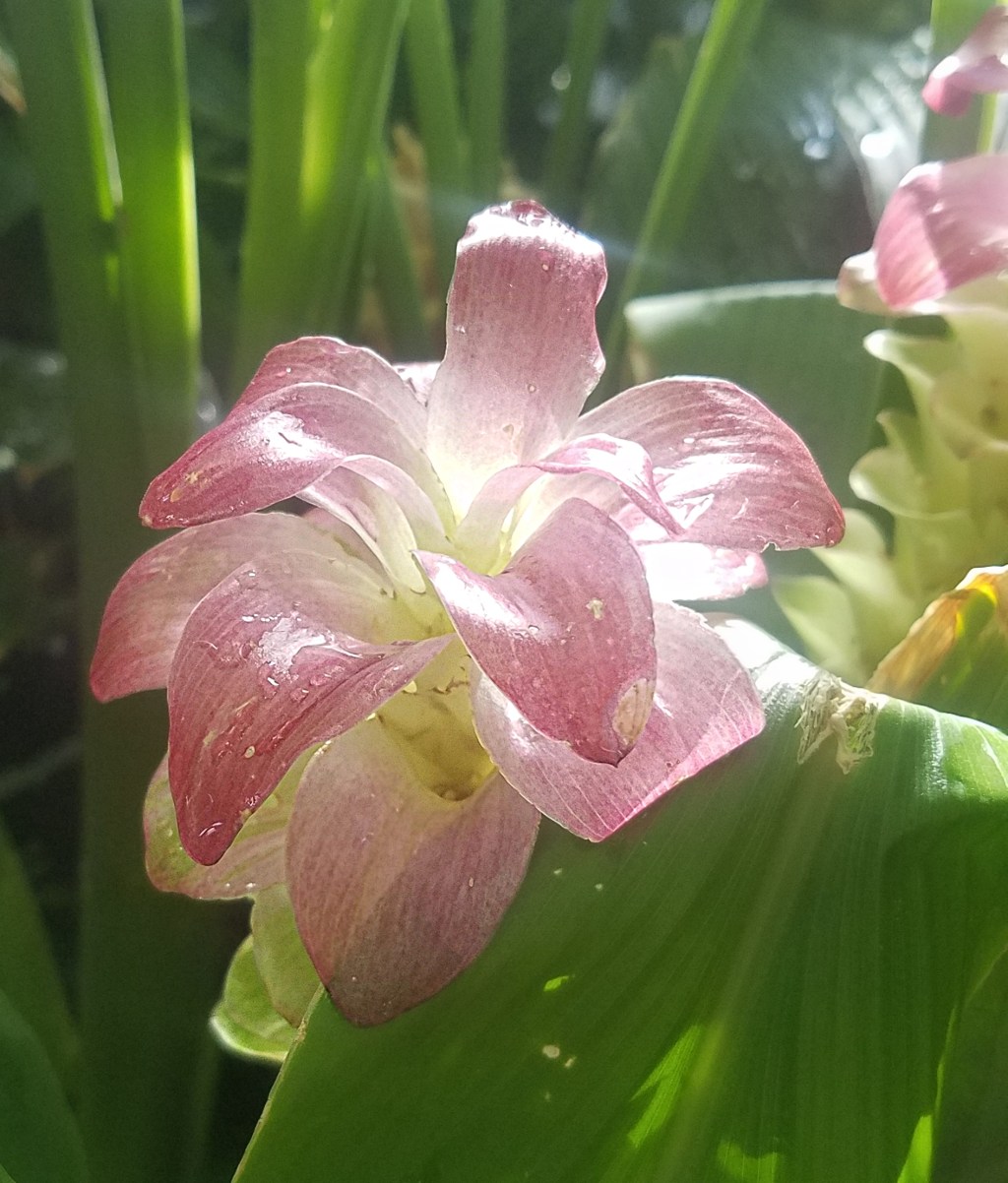 Flower of the Day – November 11,&nbsp;2017