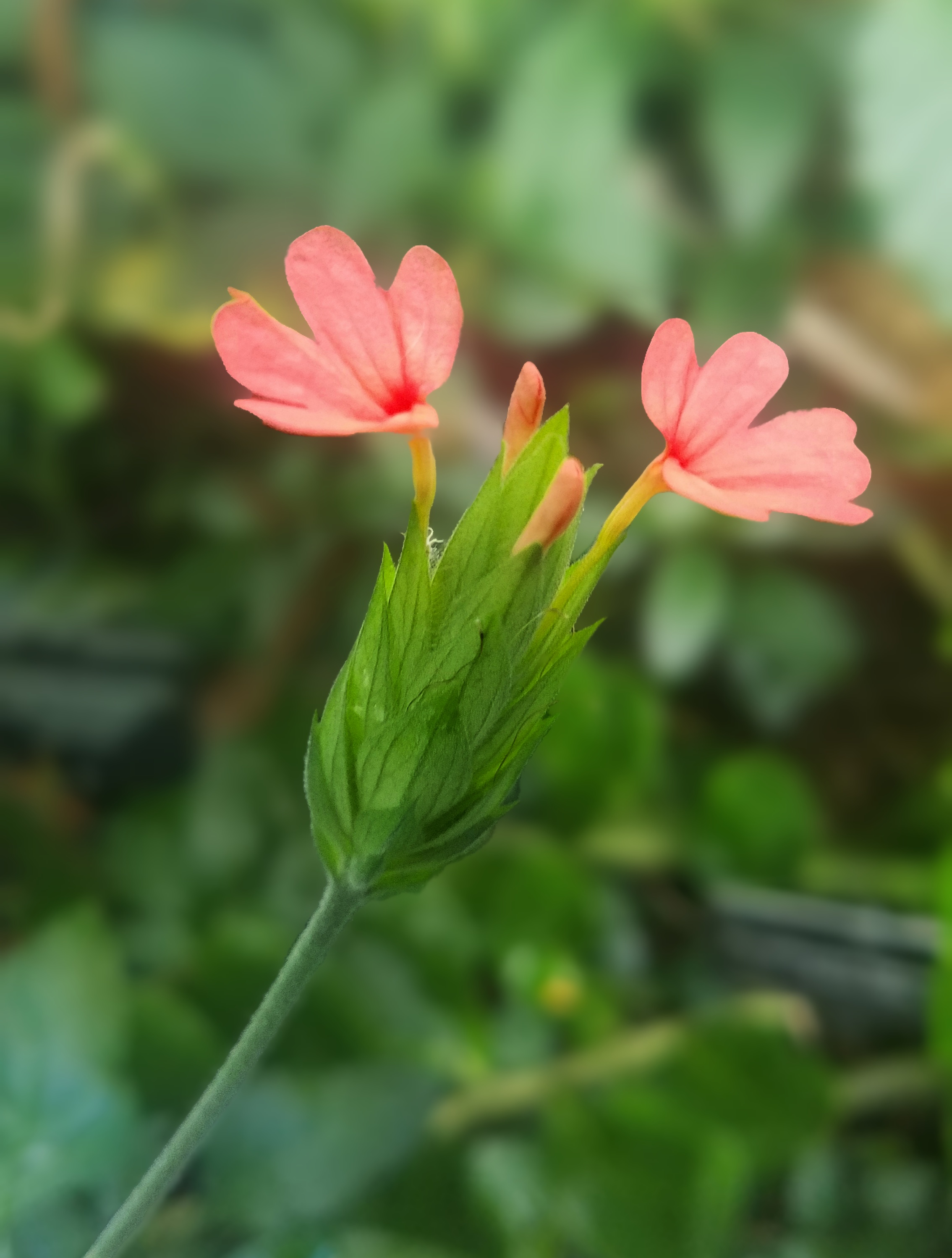 00-pinkfloral-20171104_103201_38176878251A