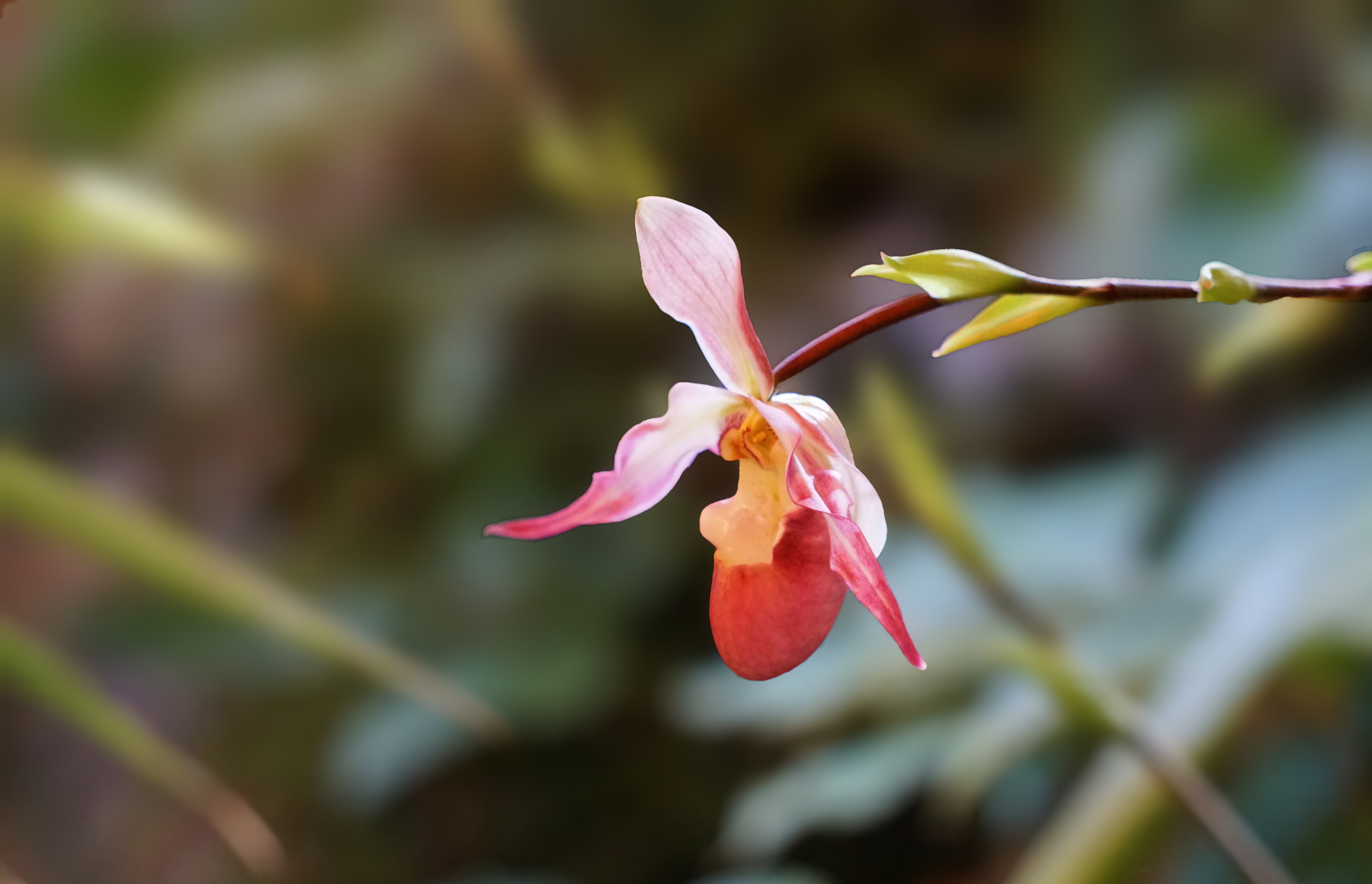 00-Pinkfloral-DSC03638A