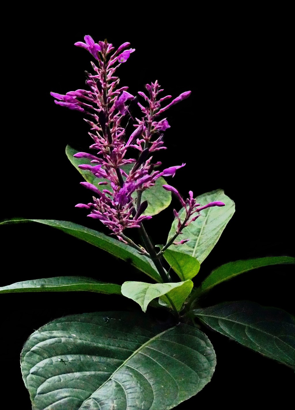 Flower of the Day – November 23,&nbsp;2017