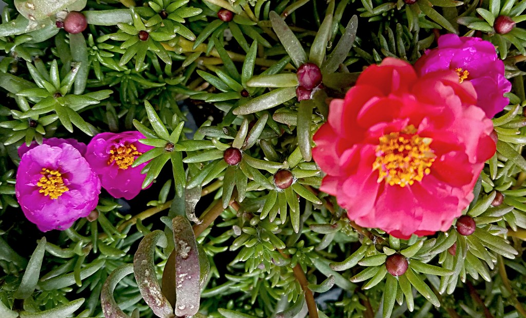 Flower of the Day – November 2, 2017 ––Rose&nbsp;Moss