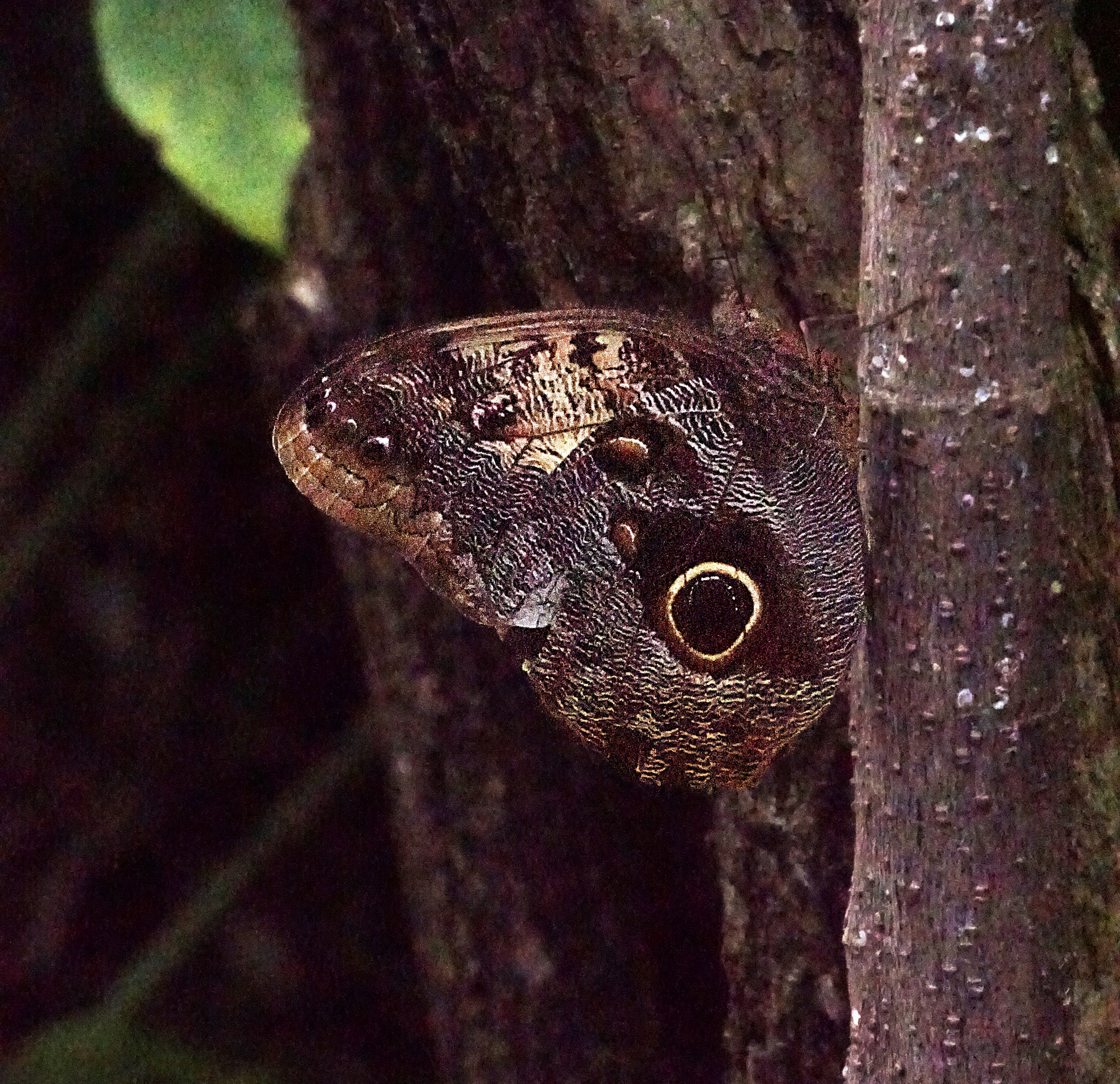 00-transformed-DSC03018_A