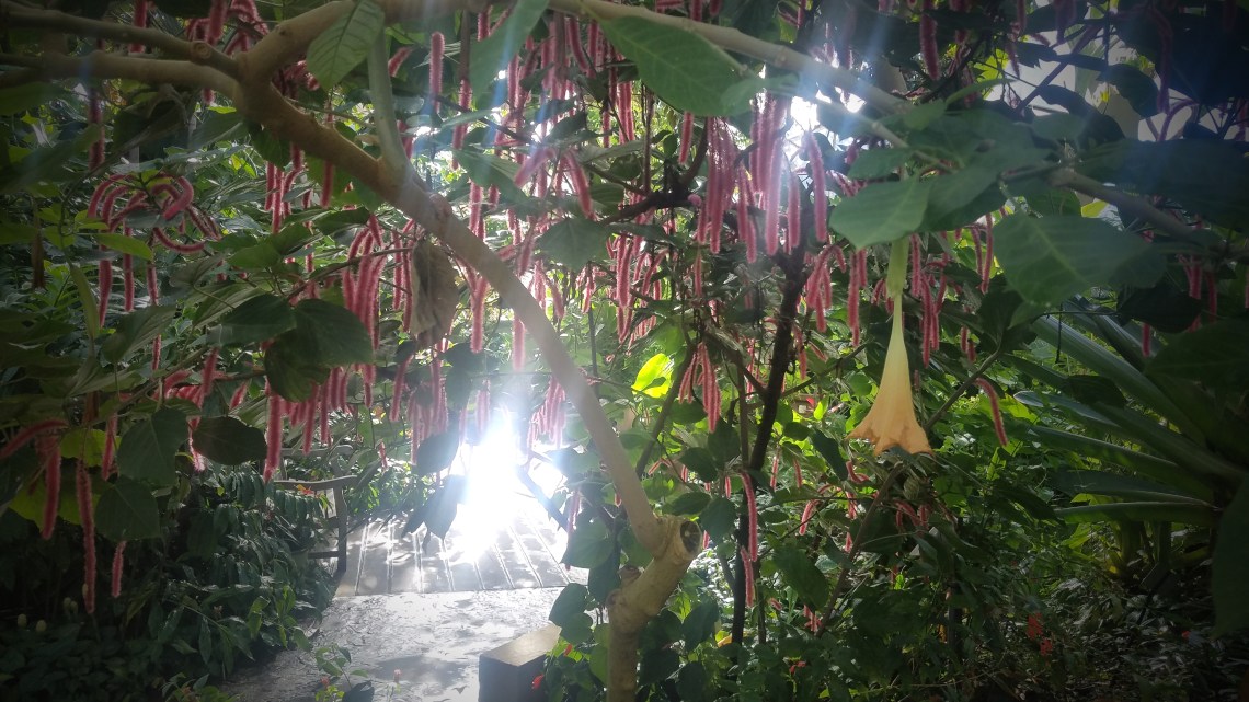 00-Tree-20171104_103223_3A