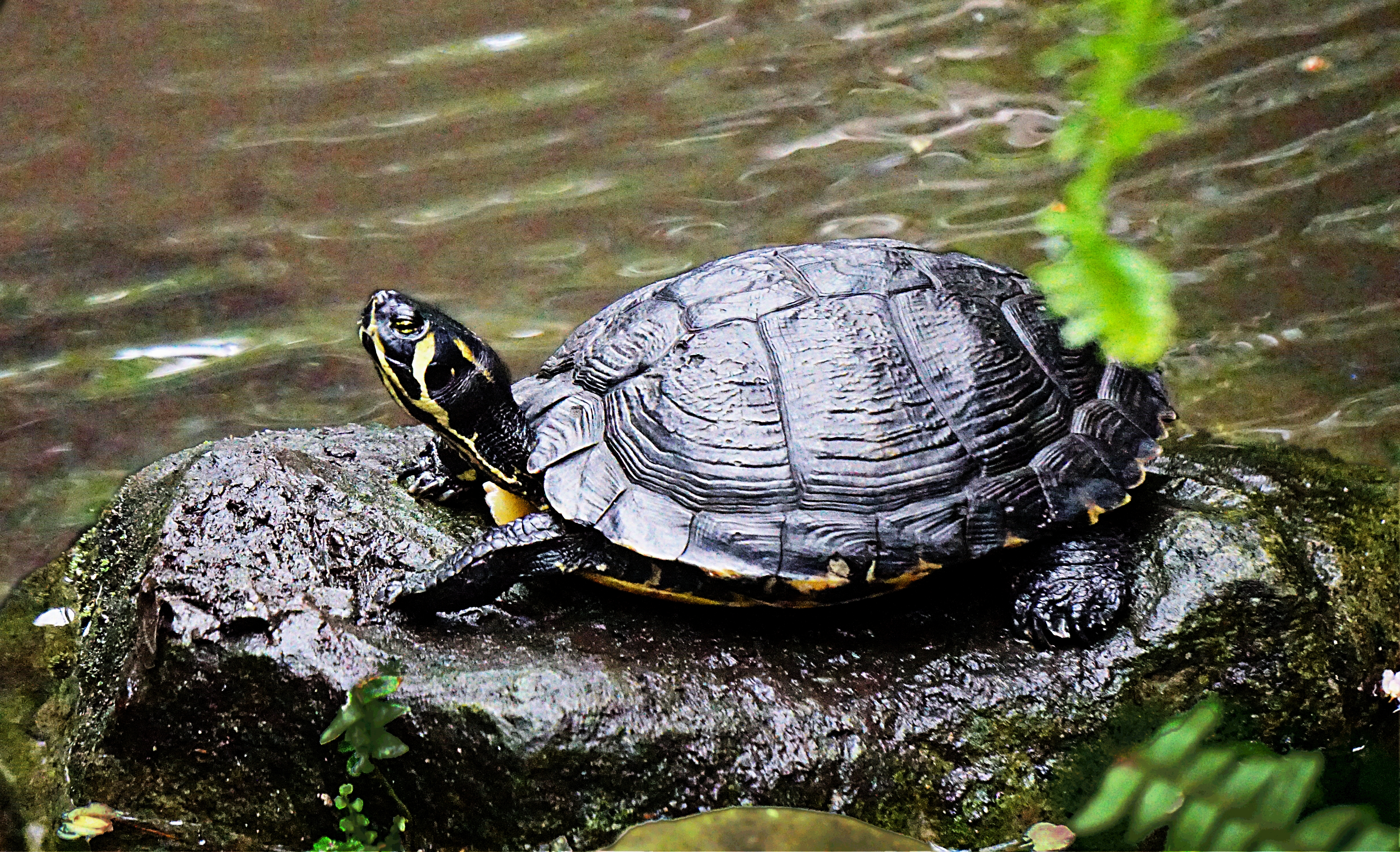 00-Turtle-DSC02995A