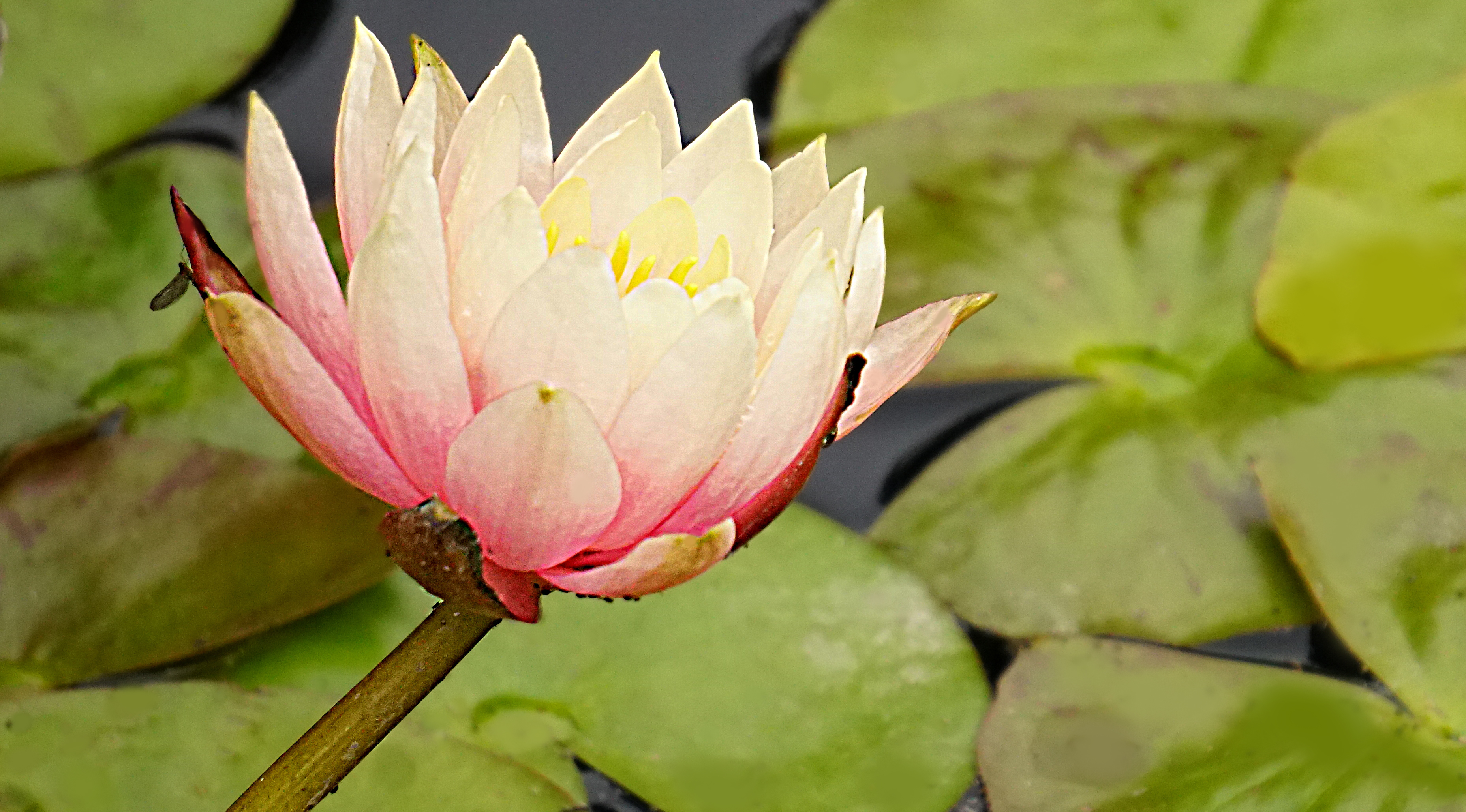 00-waterlily-DSC03204A