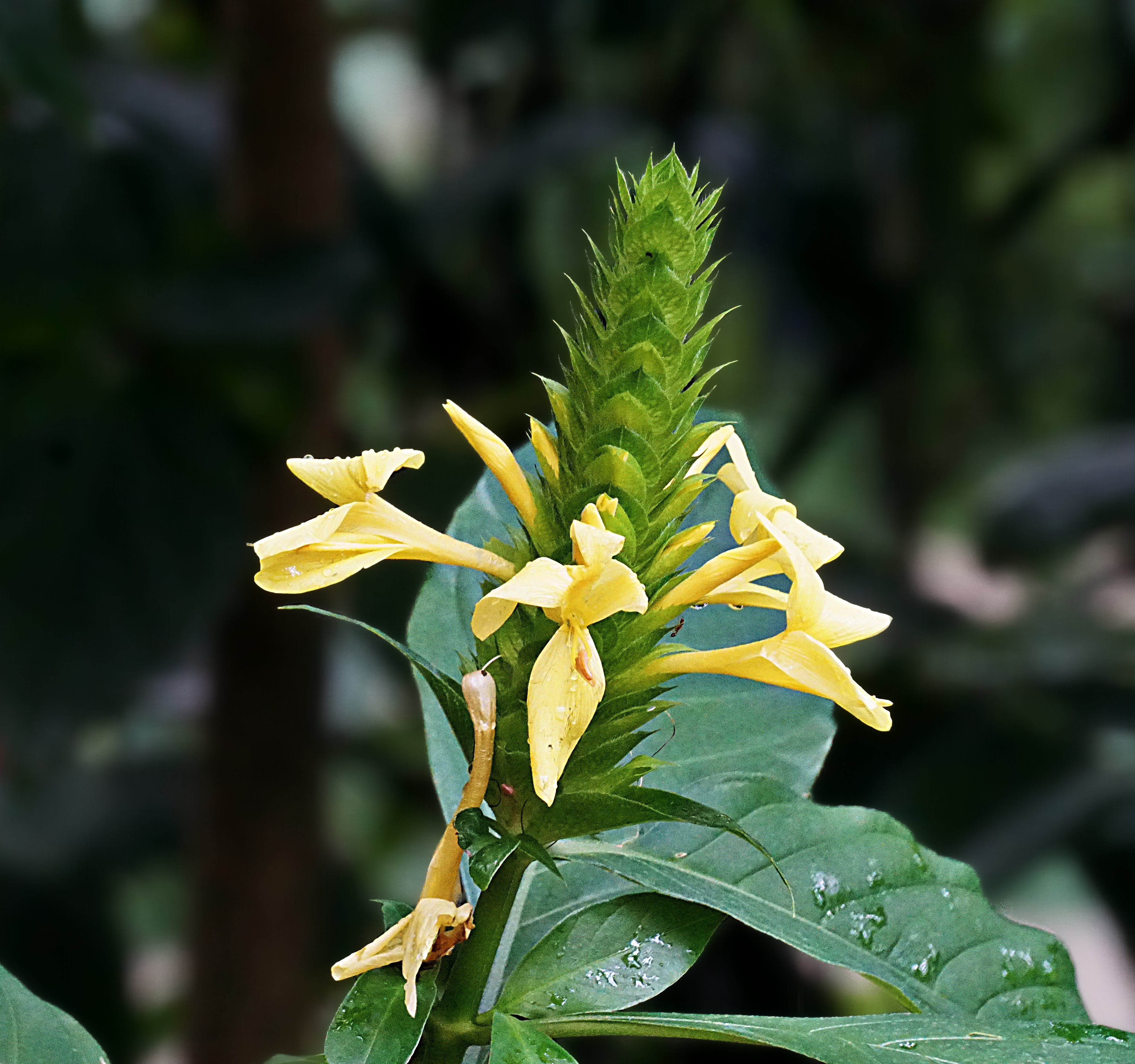 00-yellowfloral-DSC03009_A
