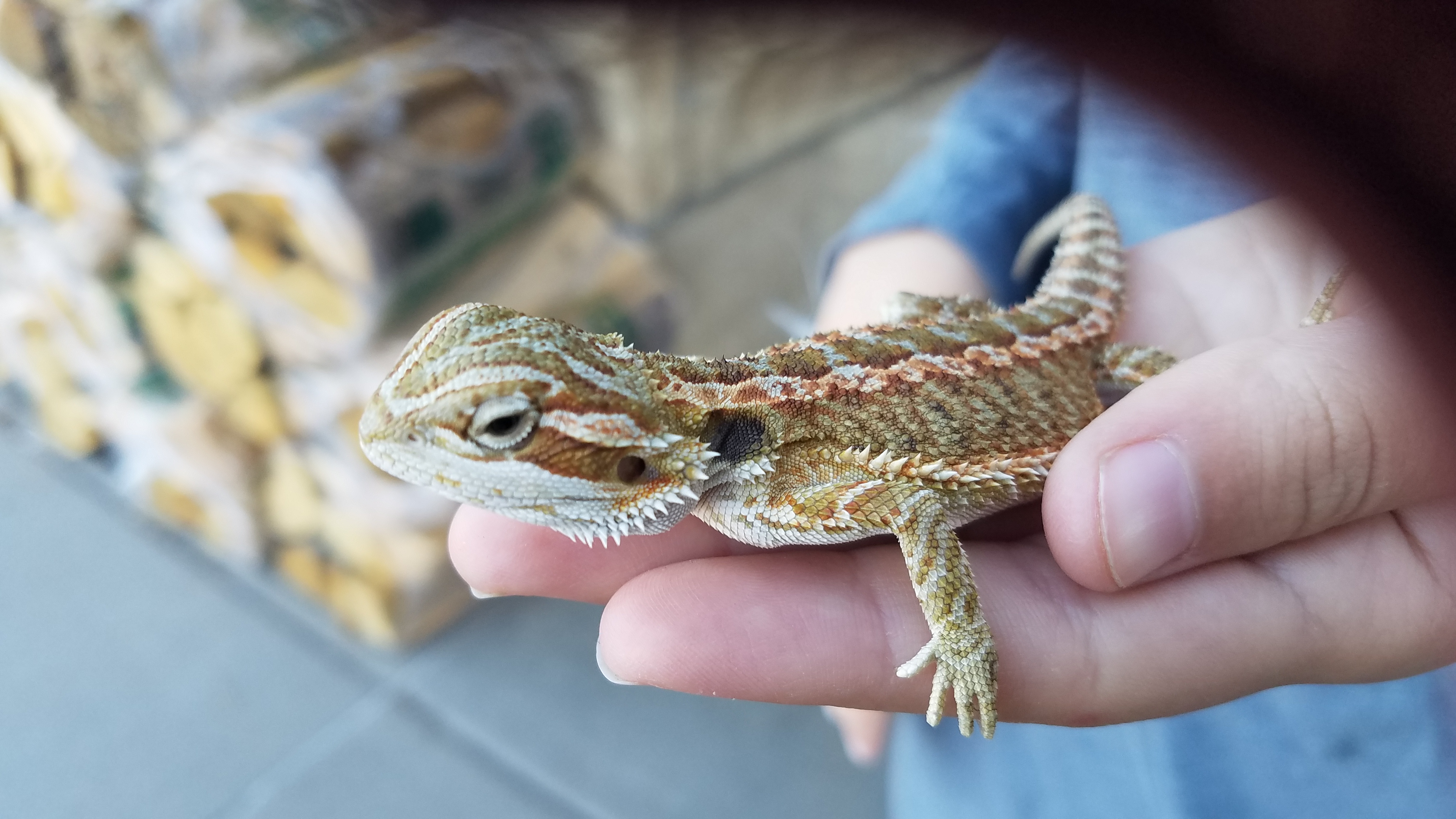 20171008_151220_37321007260_o