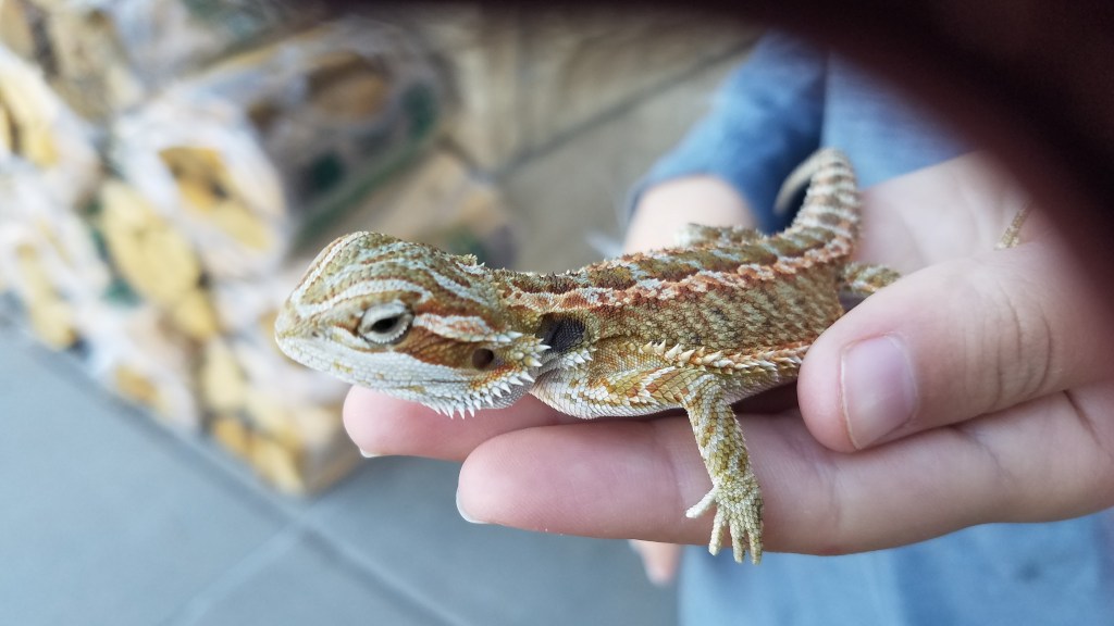 One Word Photo Challenge: Lizard – Nov.&nbsp;26