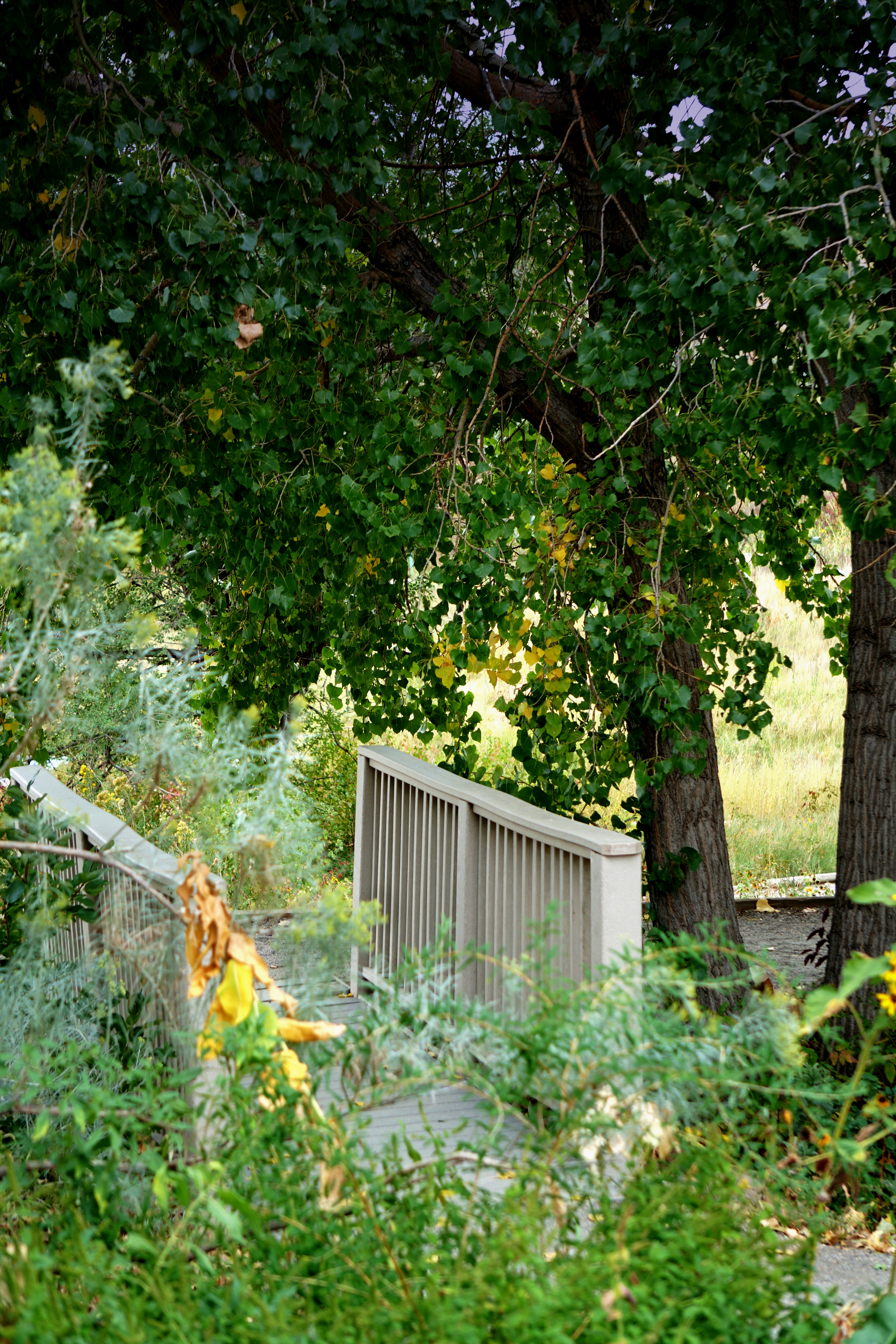 bridge-butterflypa-CO-DSC03055A