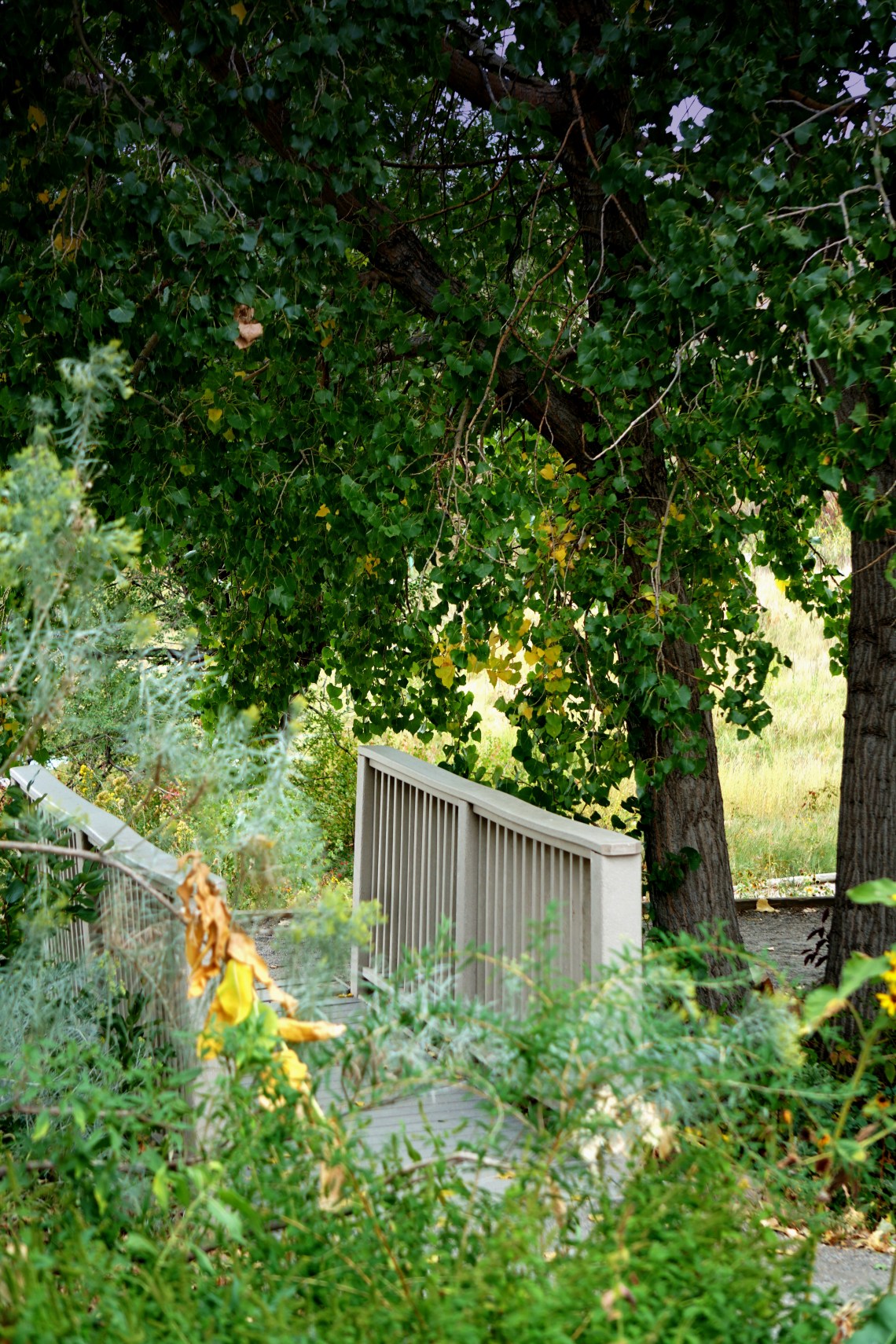 bridge-butterflypa-CO-DSC03055A