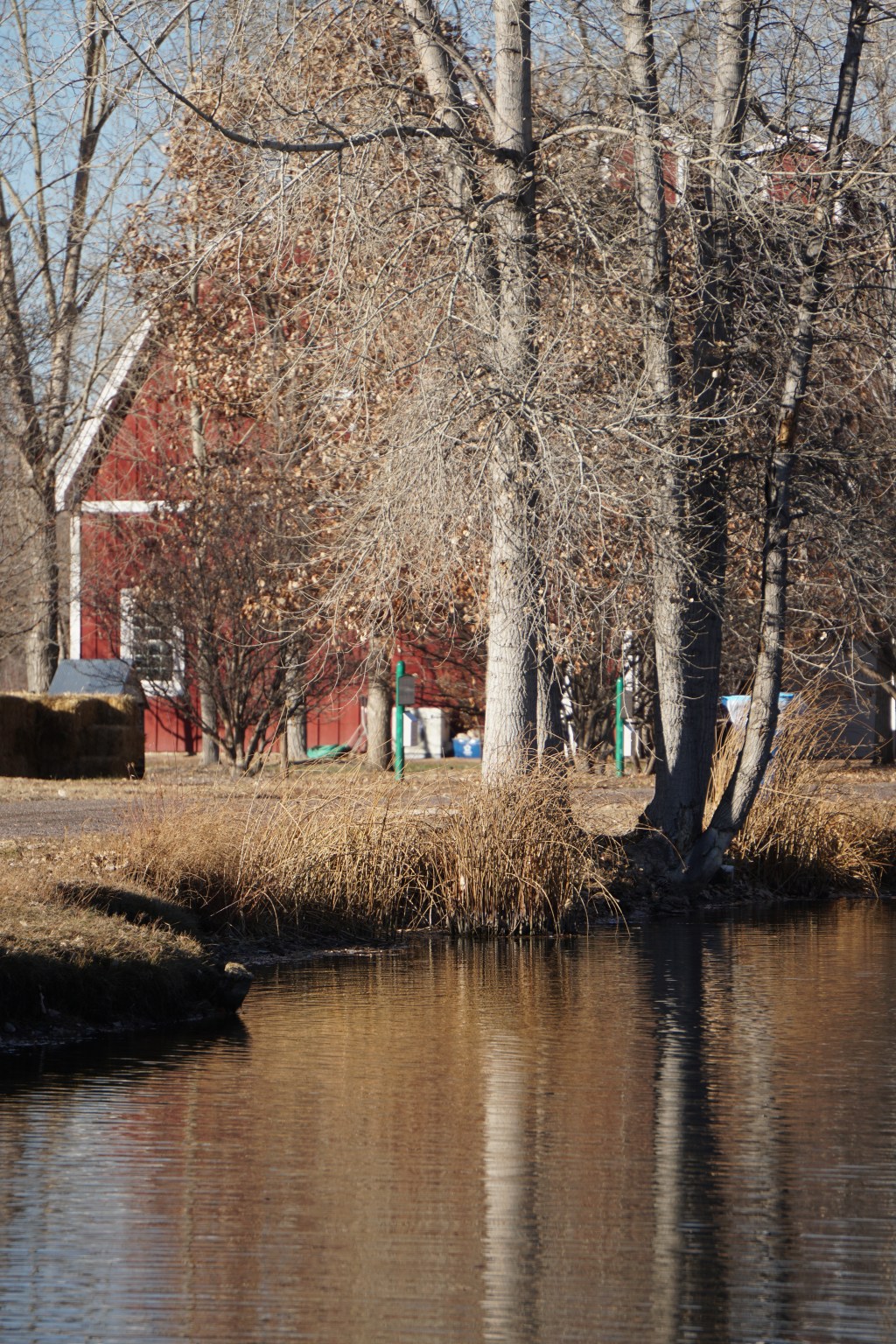 Sunday Trees –&nbsp;314