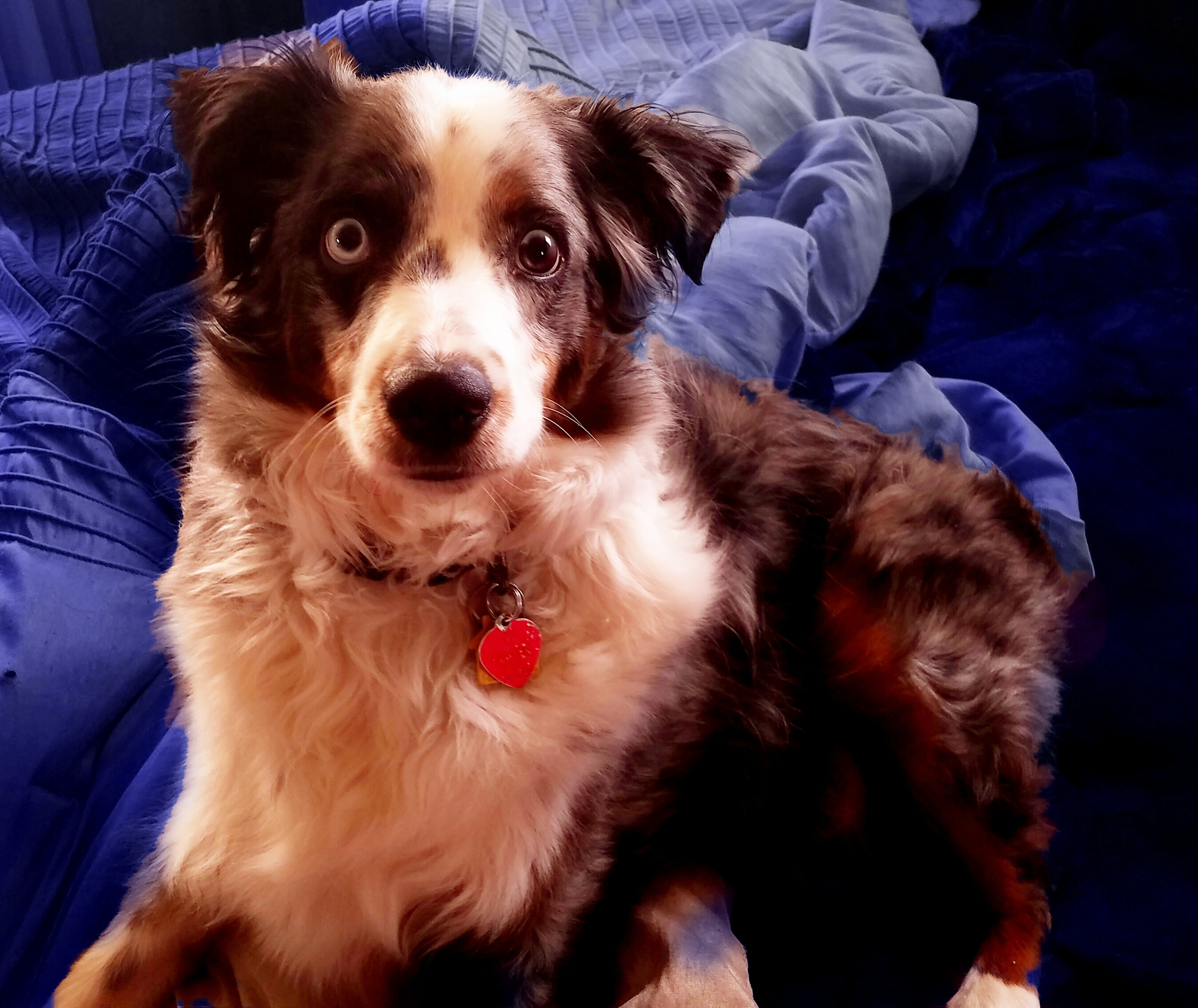 Oberon-20170102_130453_A