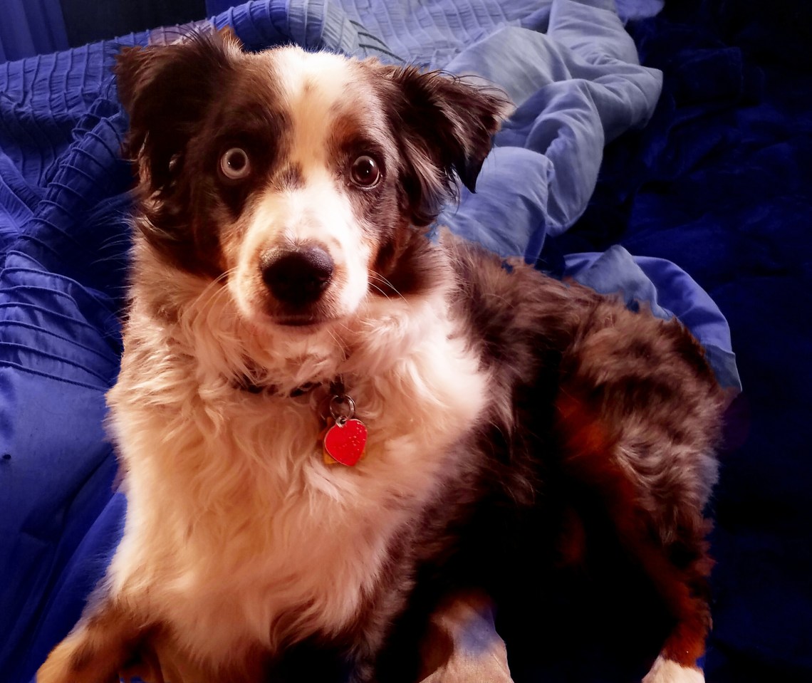 Oberon-20170102_130453_A