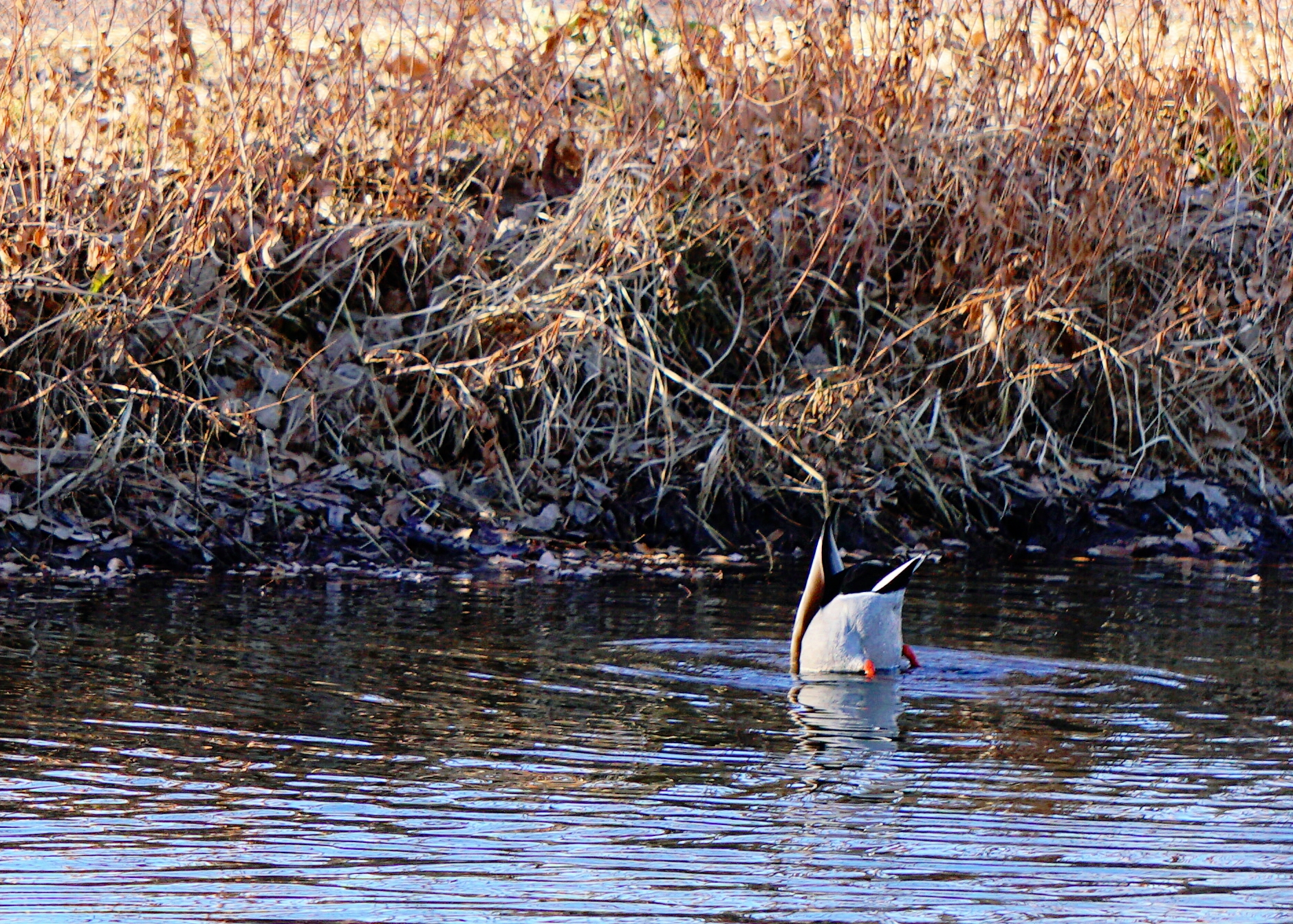 takingthedive-DSC03699_A