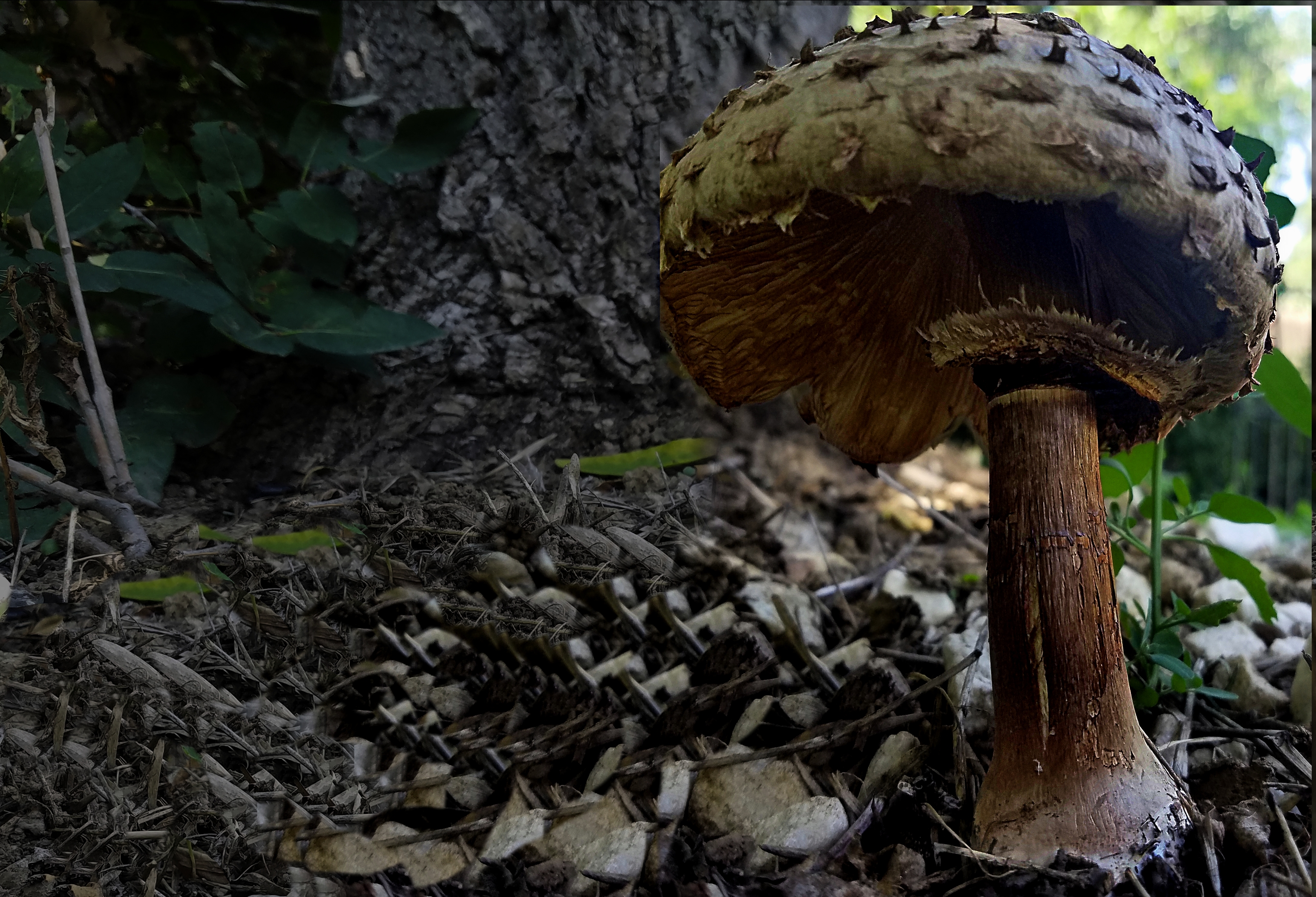 toadstool-B-36528518082_0728357A