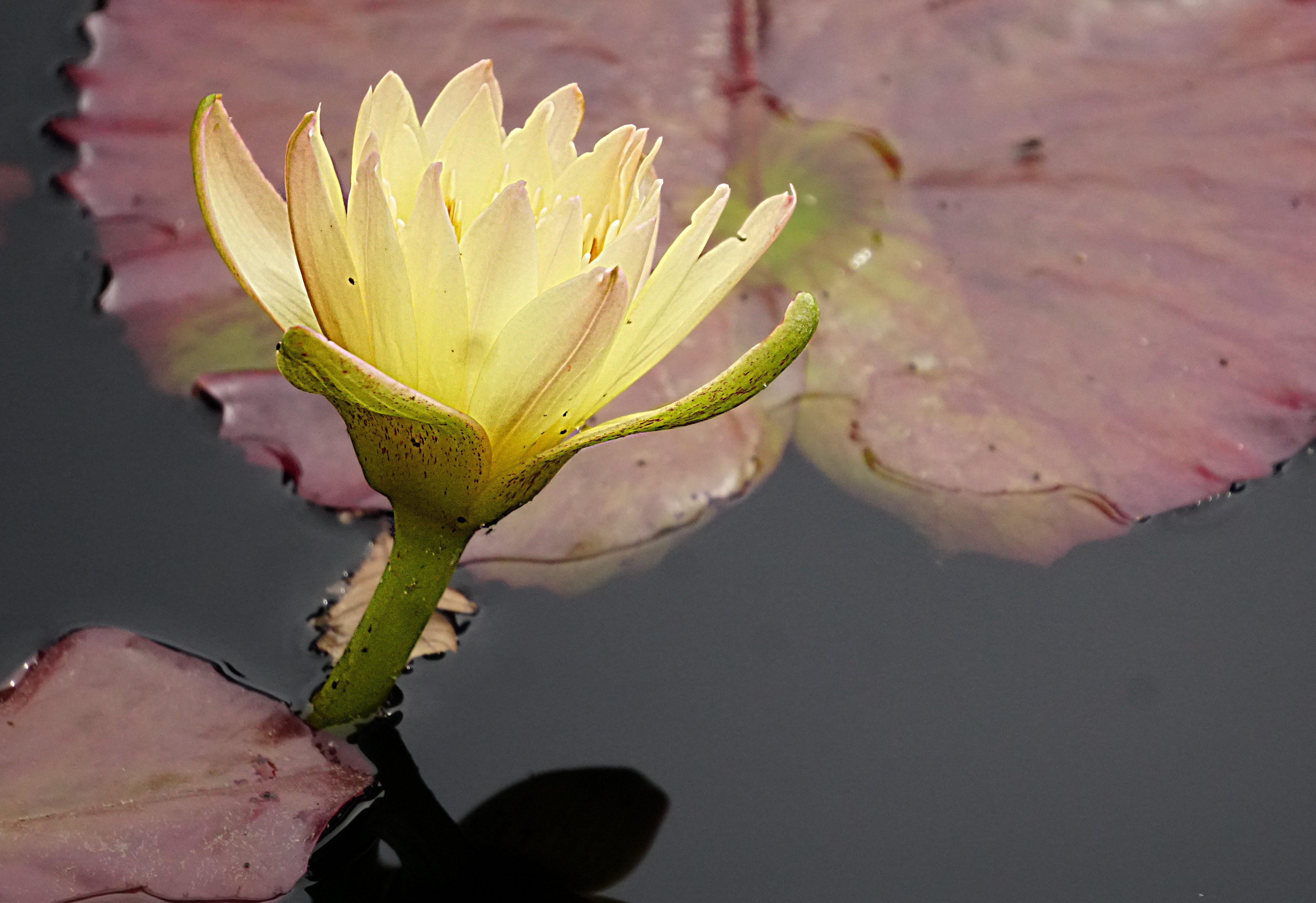 yellow waterlilyDSC03203_pe.jpg