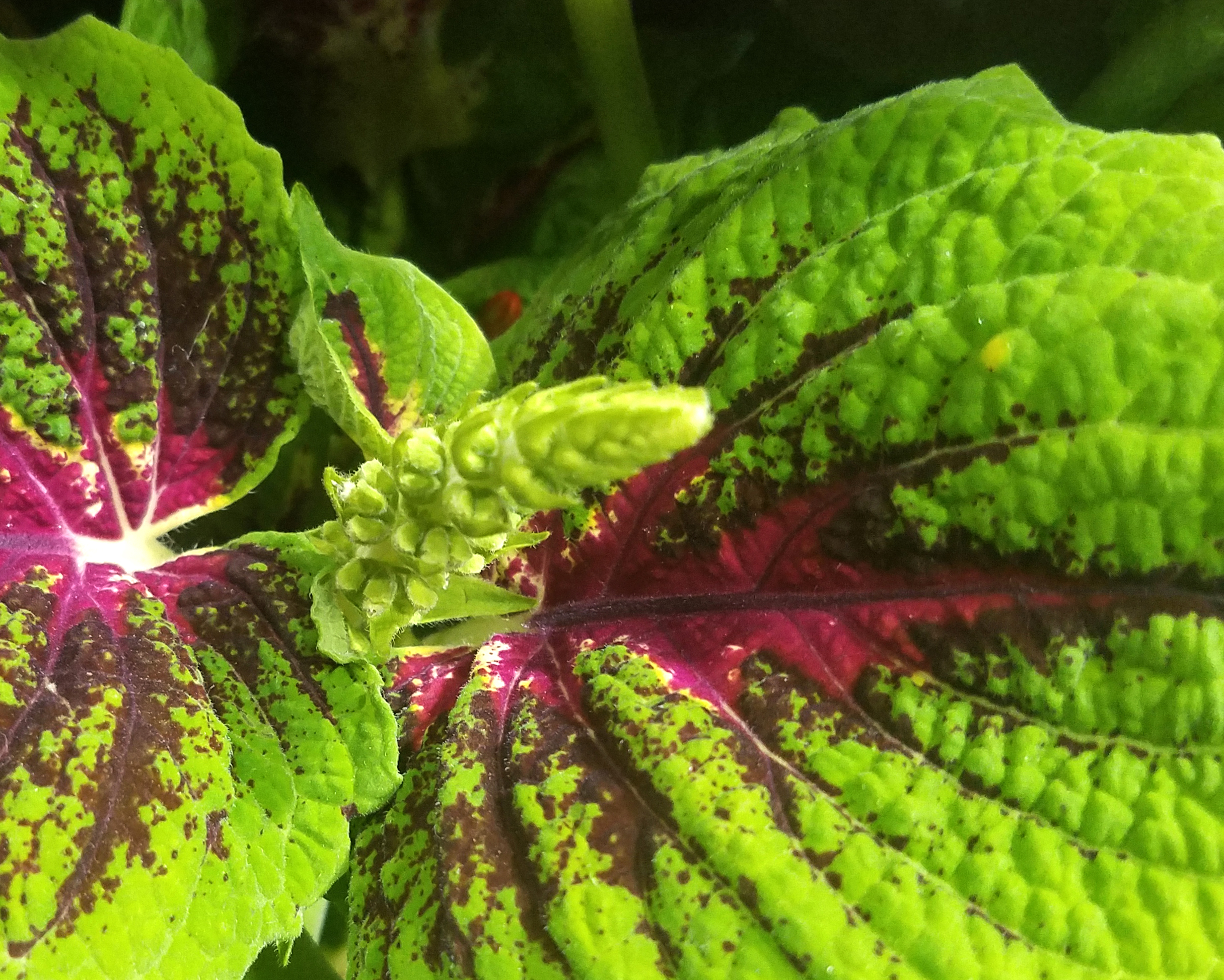 00-07-inchworm-20170205_132446