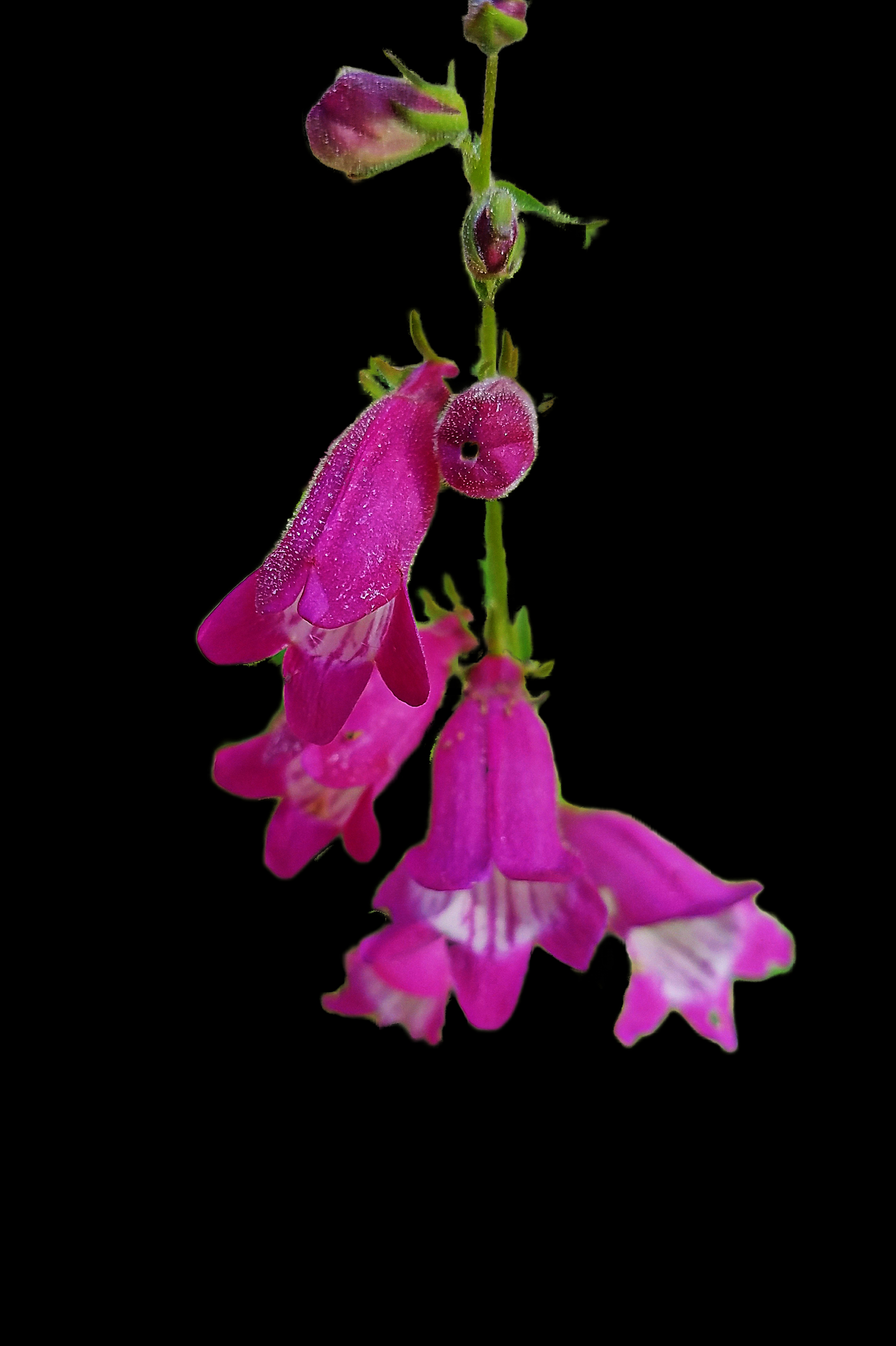 00-40-shockingpink-20170826_165631A