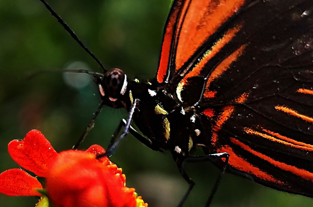 One Word Photo Challenge –&nbsp;Macro