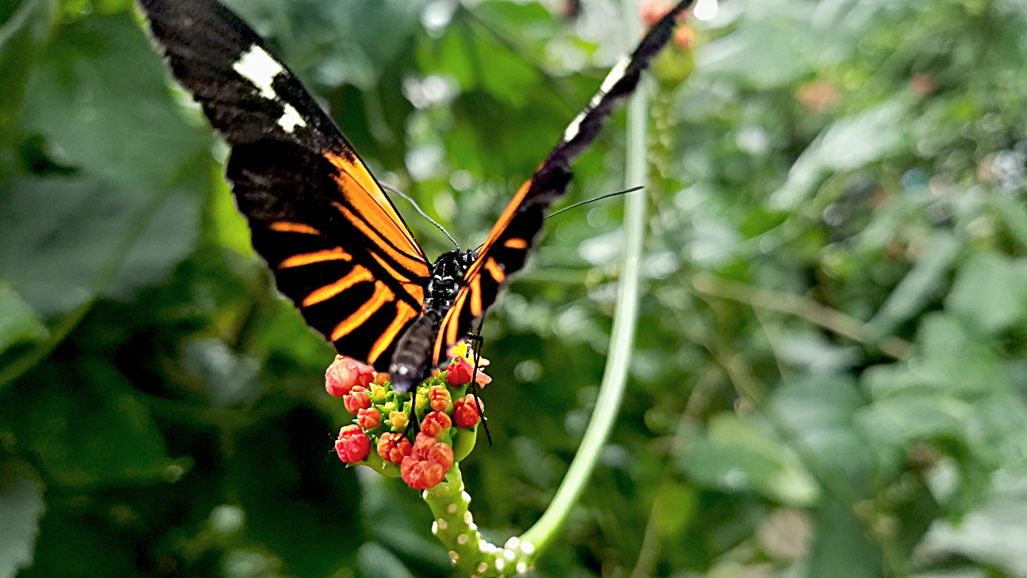 00-butterfly-20170916_114805_37074062116A