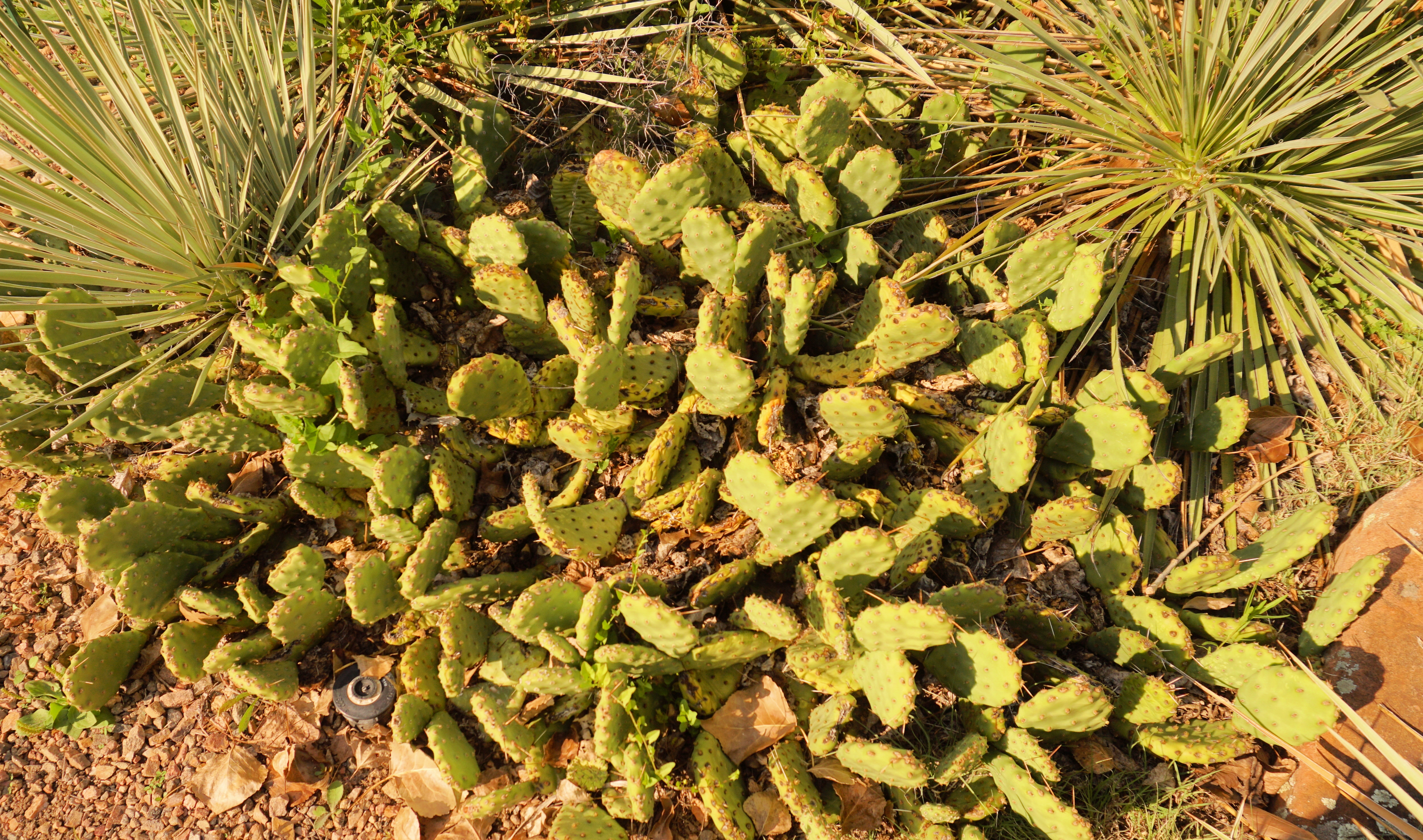 00-cacti-DSC02734_pe.jpg