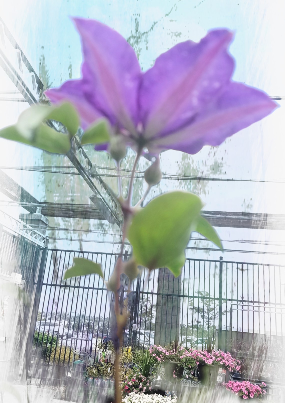 00-clematis-uniqueperspectiveA