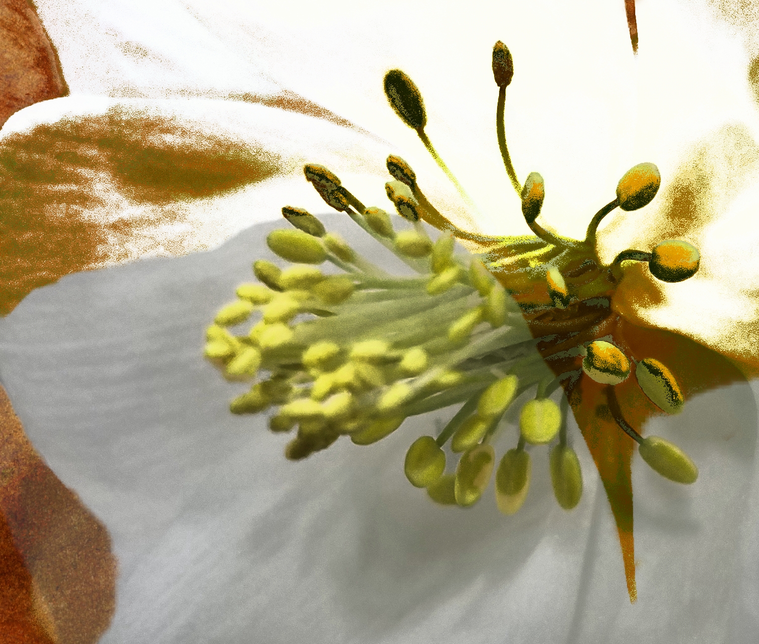 00-columbine-20170205_150340_pe