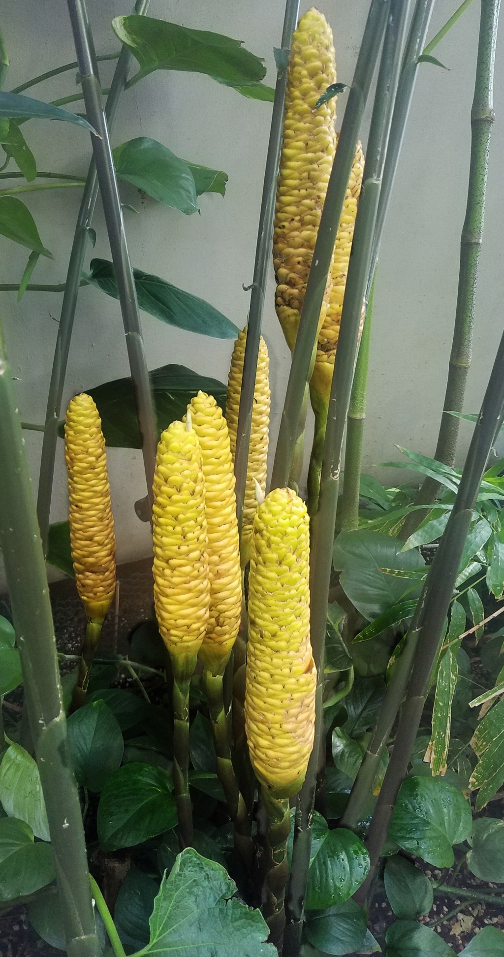 Flower of the Day – December 4,&nbsp;2017