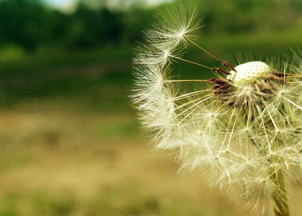 The Gift of Gratitude:&nbsp;Flowers