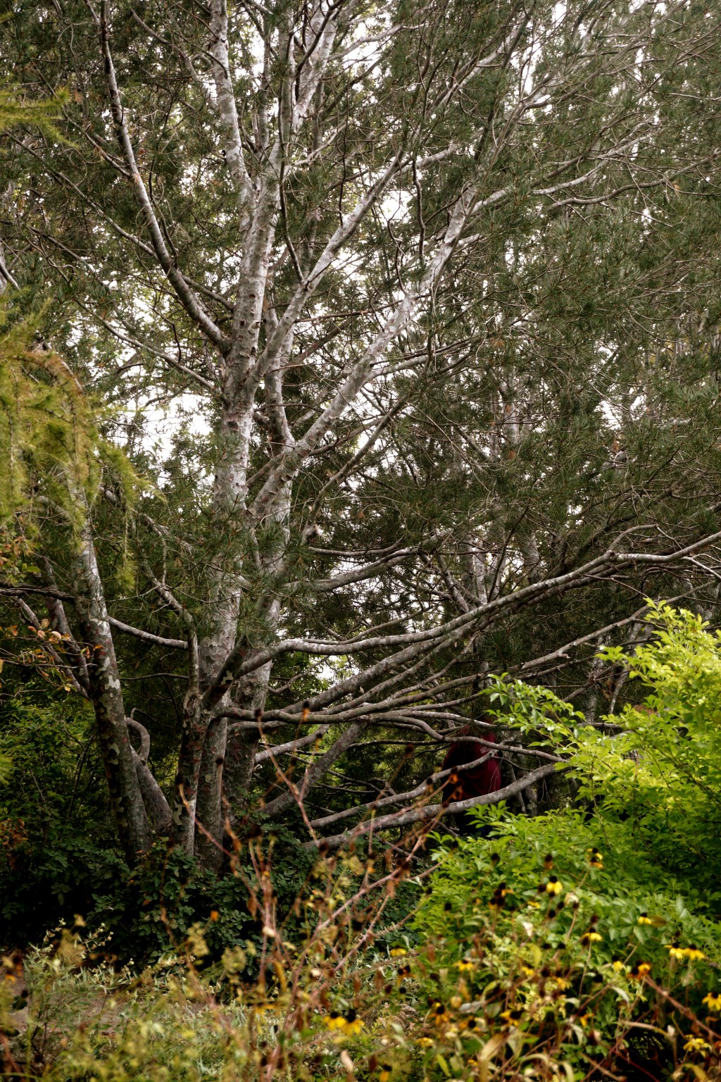 Sunday Trees –&nbsp;316