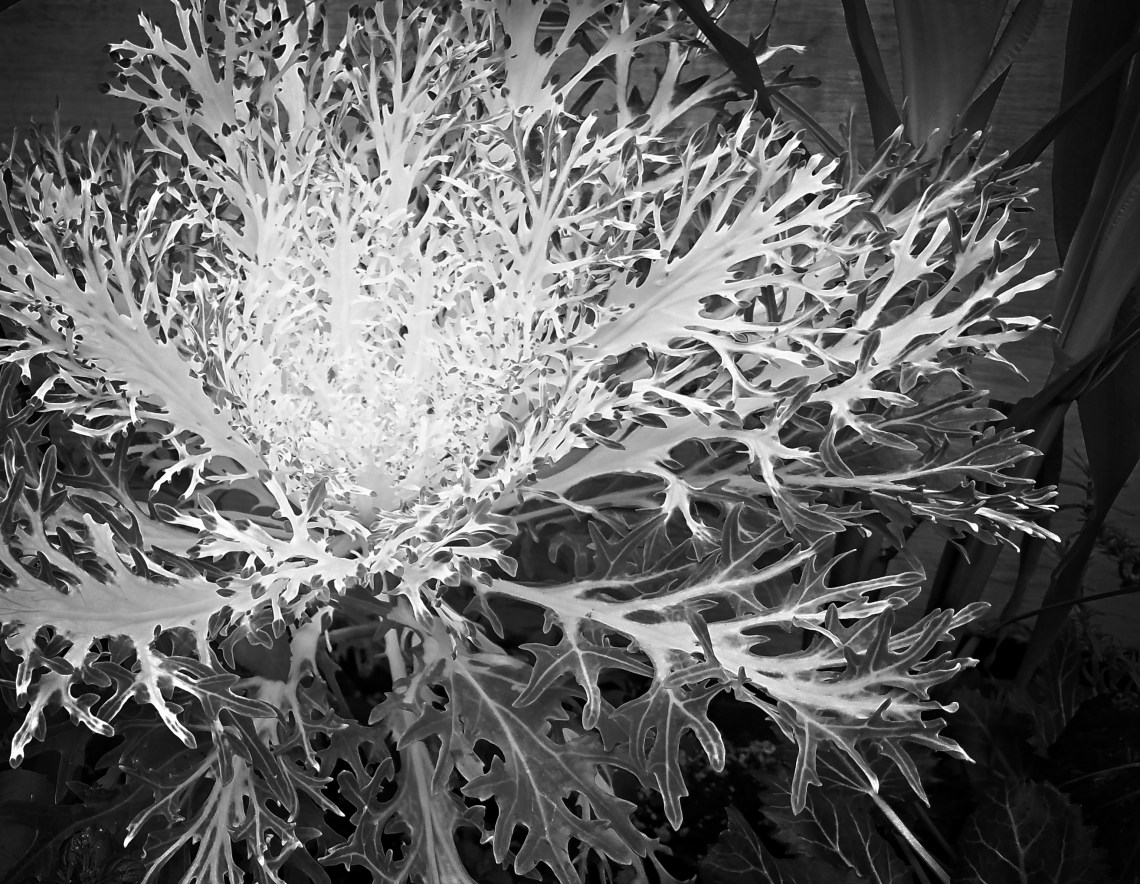 00-DecorativeCabbage20171104_monochrome